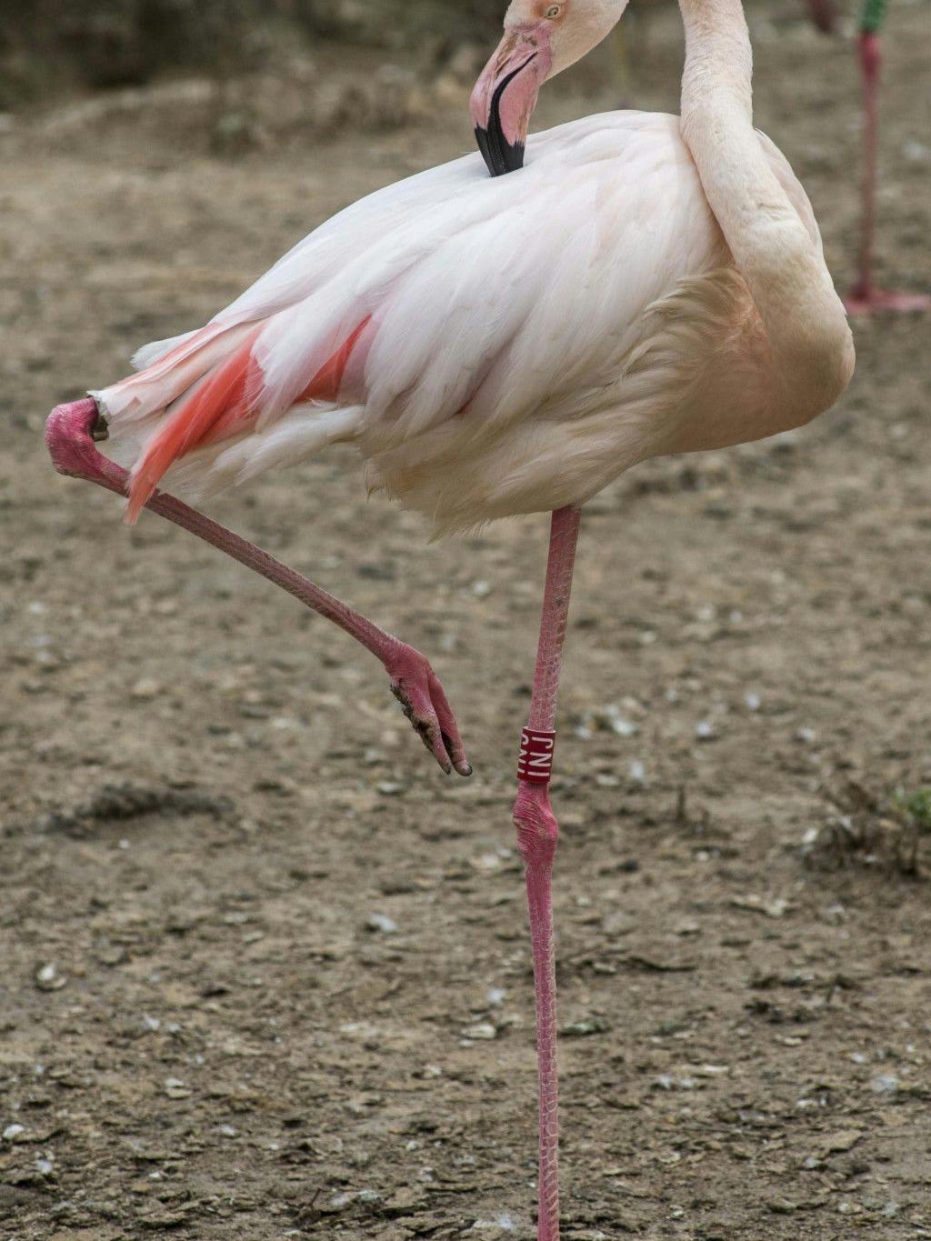 Ingos Erkennungszeichen sind ein roter Ring an einem der beiden dürren Beine und ein alter gräulicher Ring am anderen.