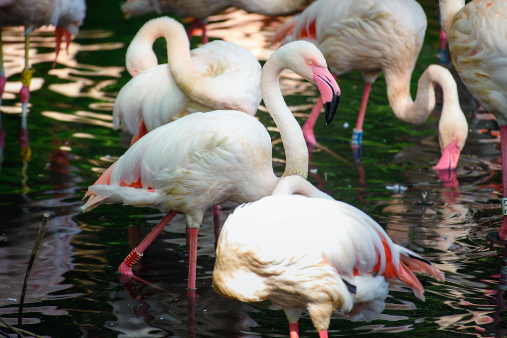 Ältestes Tier im Berliner Zoo: Flamingo Ingo wird vermutlich 75 Jahre