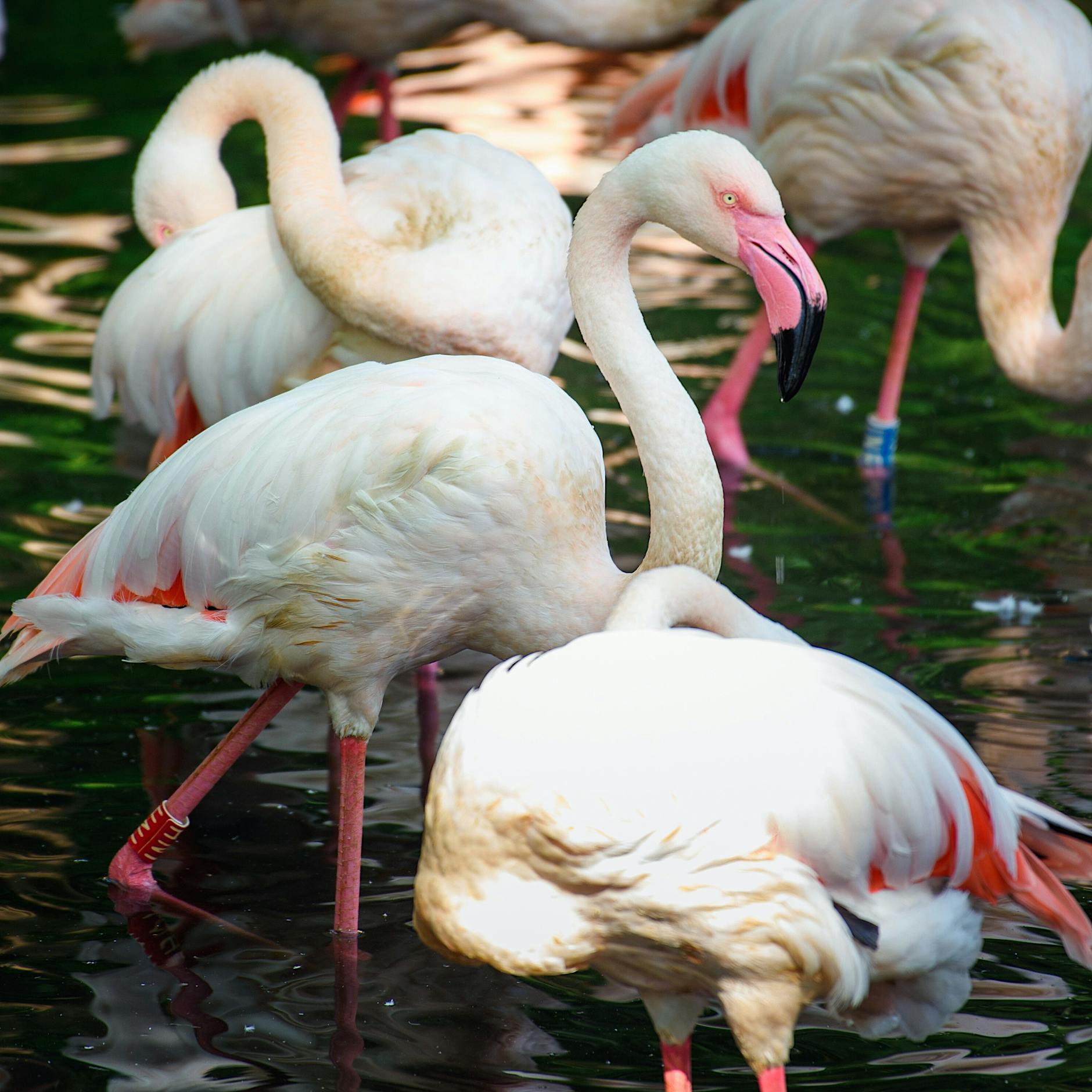 Berliner Zoo: Flamingo Ingo wird vermutlich 75 Jahre - ältestes Tier