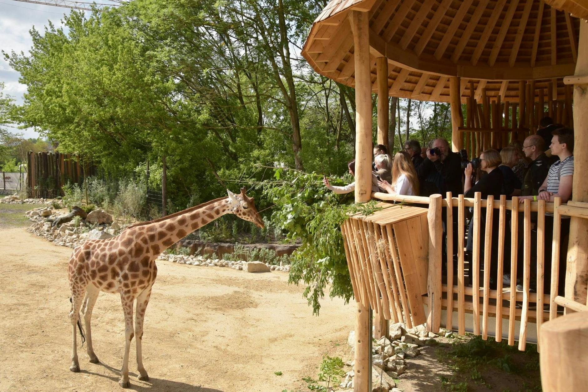 Giraffen strecken ihren Hals in die Luft: die neue Savannenlandschaft im Tierpark. 