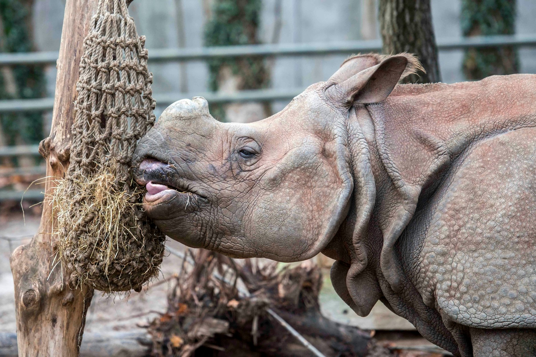 Die alteingesessene Nashorndame Betty darf sich in dem Gehege auf neue Mitbewohner freuen.