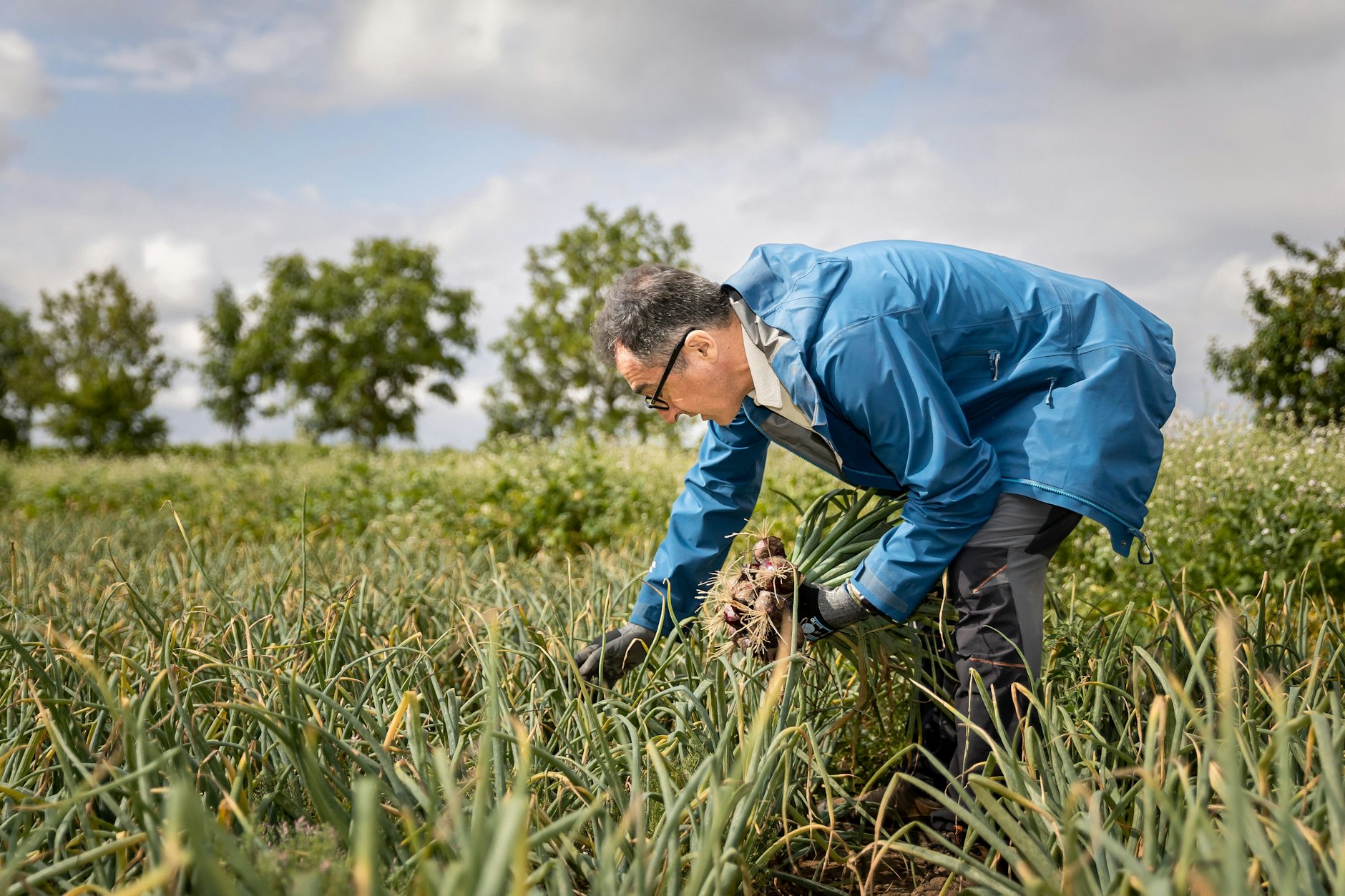 Bundesminister für Ernährung und Landwirtschaft Cem Özdemir erntet Zwiebeln auf einem Feld in Uetze.