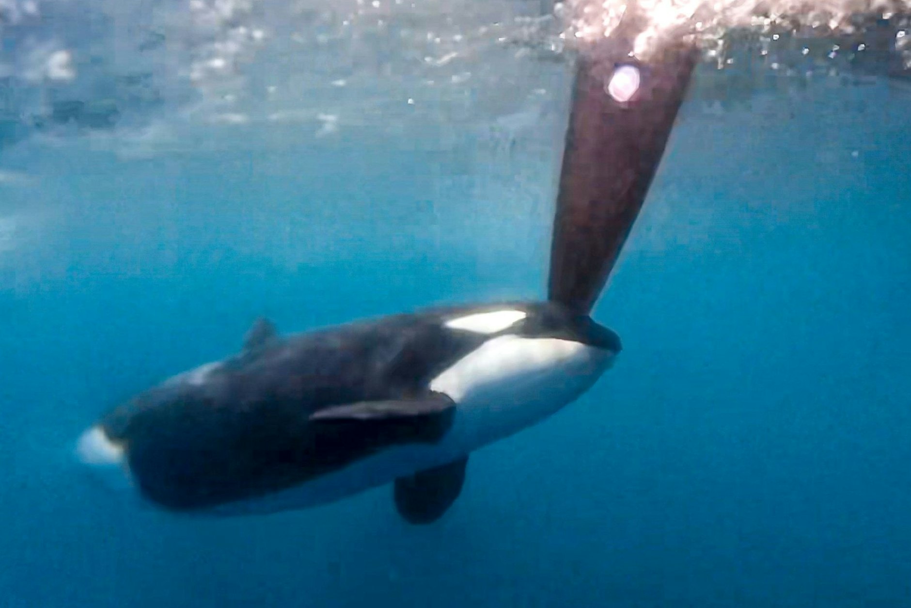 Faszinierend, aber auch beängstigend: Crewmitglieder filmen, wie sich ein Orca an der „Jajo“ zu schaffen macht.