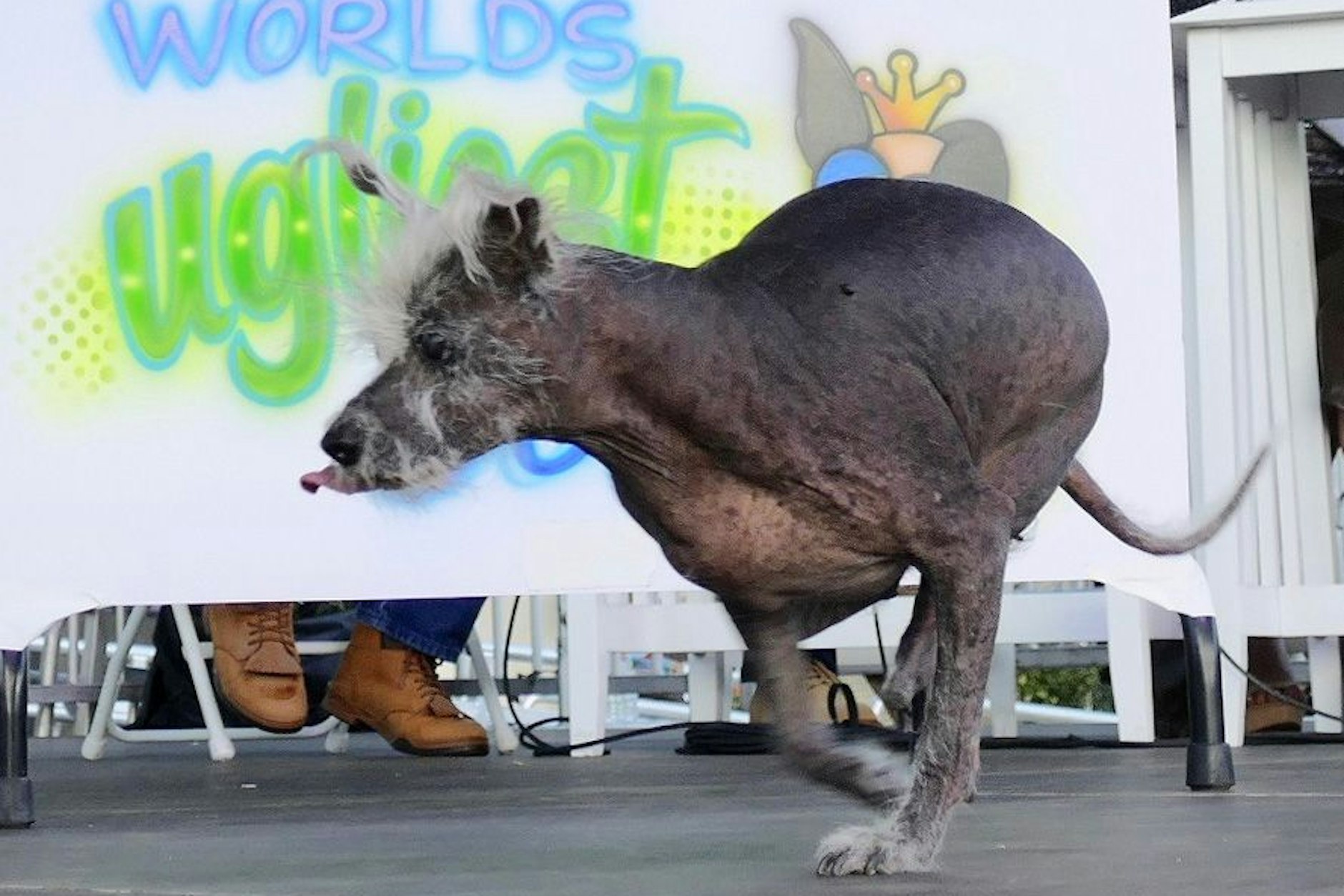 Scooter, ein siebenjähriger chinesischer Schopfhund, geht über die Bühne nachdem er den ersten Platz im Wettbewerb um den „Hässlichsten Hund der Welt“ gewonnen hat.