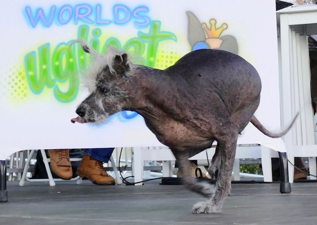 Gekürt! DAS ist der hässlichste Hund der Welt und DAS war seine Konkurrenz