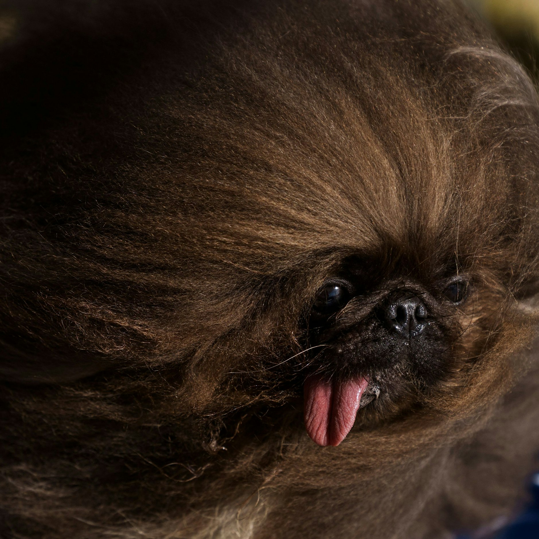Pekinse Wild Thang musste sich geschlagen geben.