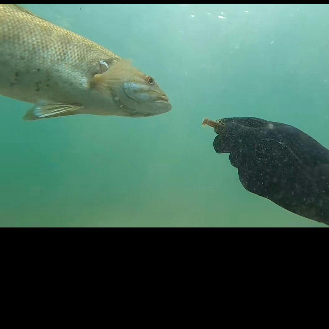 Schwarzbarsch Elvis frisst seinem Lieblingsmensch aus der Hand.