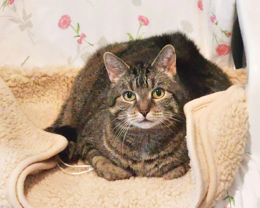 Arme Katze Schnipsel! Was ihr geschah, ist so traurig: Muss sie im Tierheim sterben?