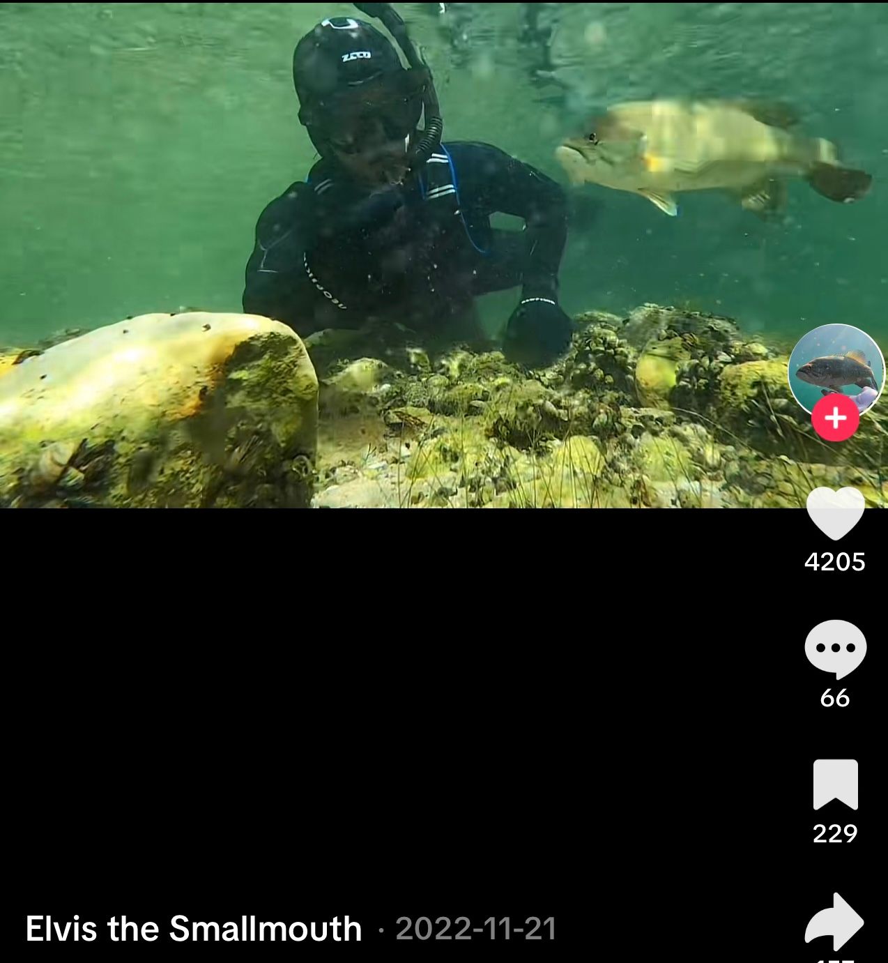 Image - Völlig irre Freundschaft zwischen Mann und Fisch +++ mit VIDEO!