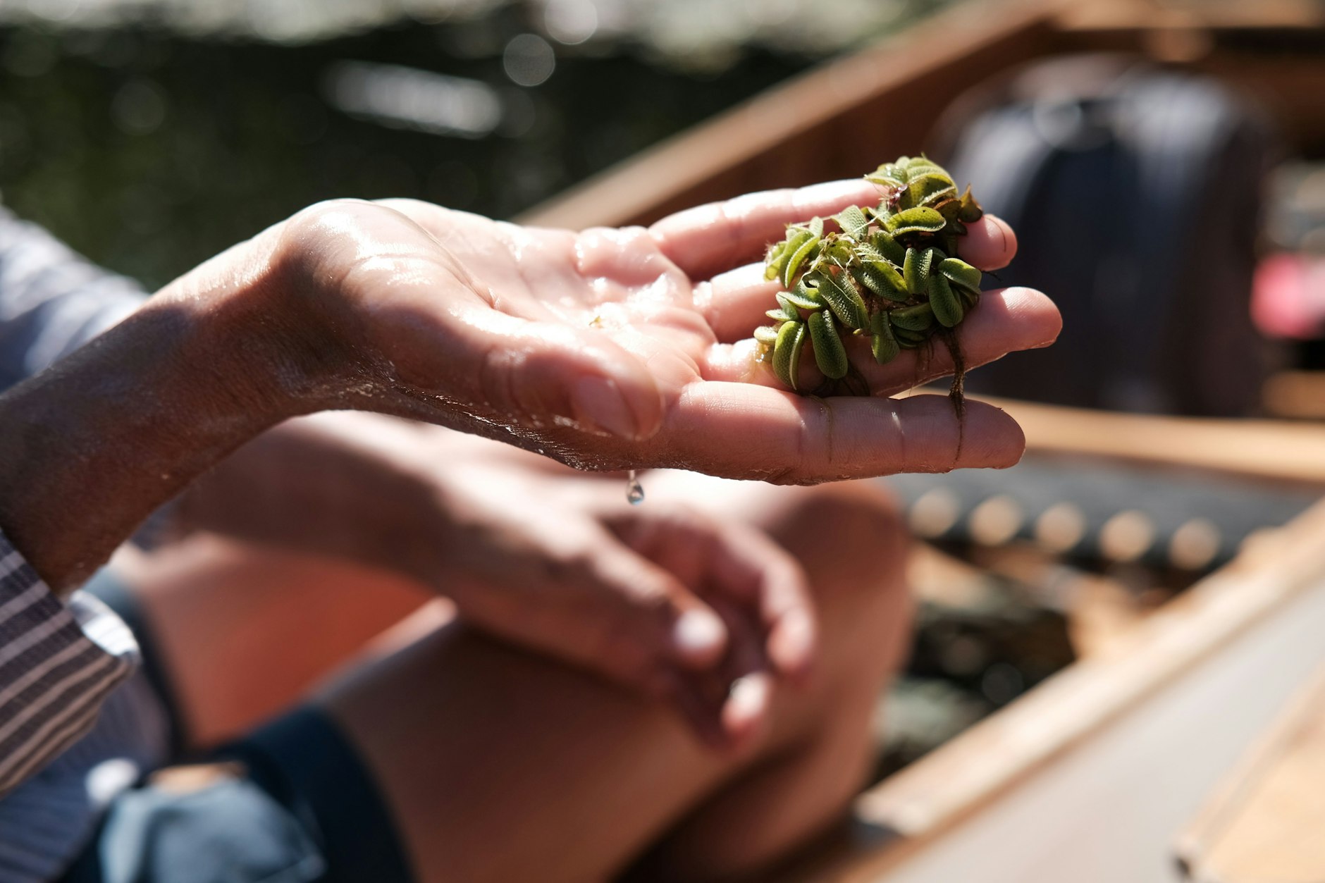 Frauke Bennett erklärt die Zusammenhänge sehr gut und zeigt Pflanzen und Tiere.