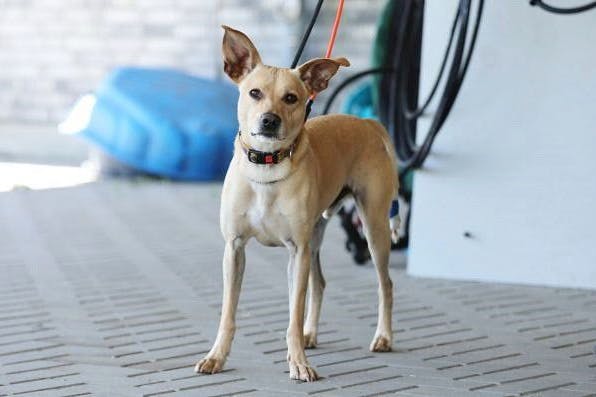 Dieser Hund wurde vor einiger Zeit über das Tierheim Berlin als „Sorgenfellchen“ angeboten.