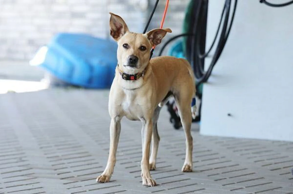 Berlin sucht einen Hund: Was uns das Schicksal von Toni lehrt