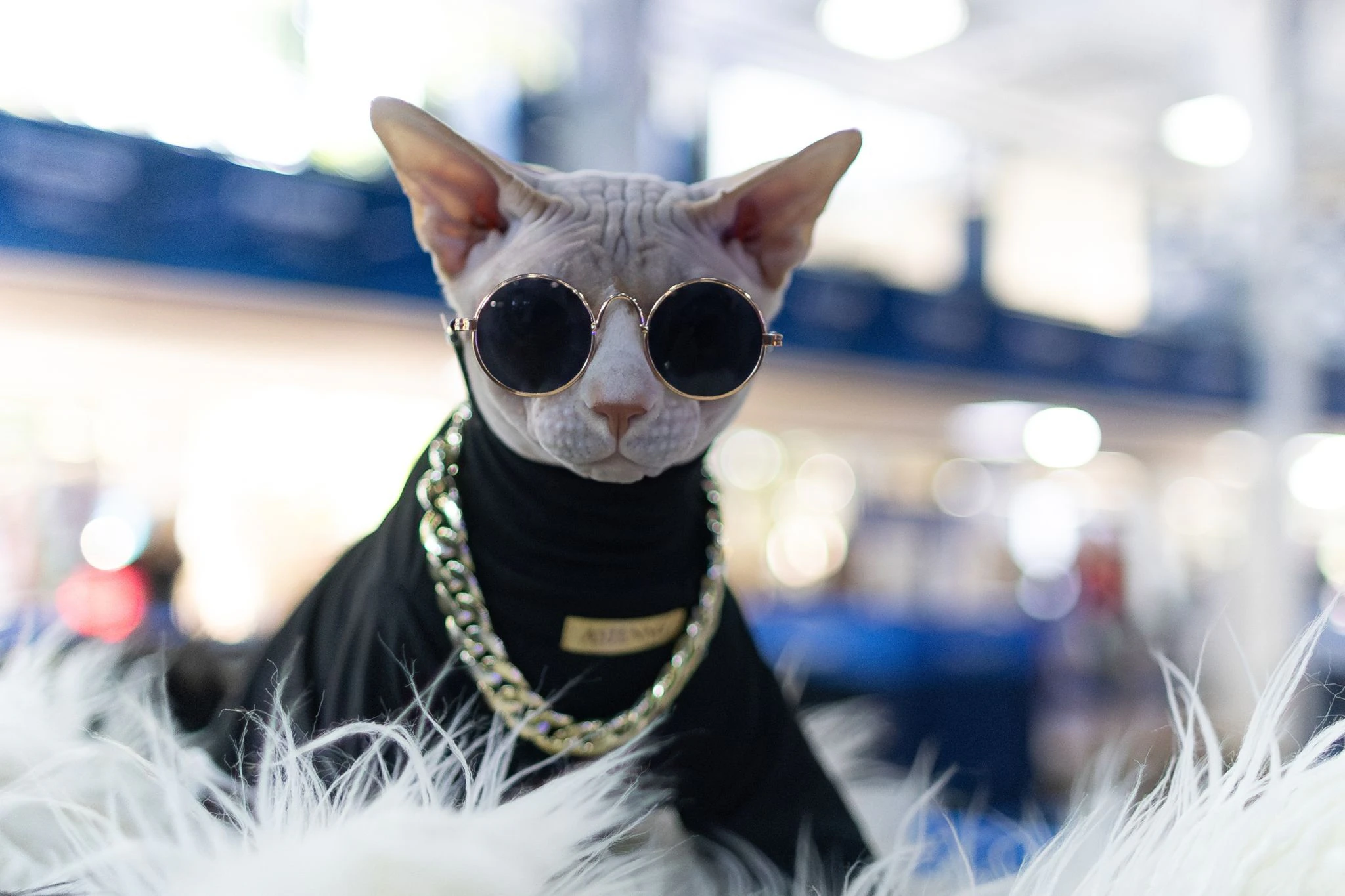 Eine Katze startet im Wettbewerb «American Winner Show», an dem mehr als 250 Katzen von 21 verschiedenen Rassen aus Brasilien, Argentinien, Chile und Italien teilnehmen.  