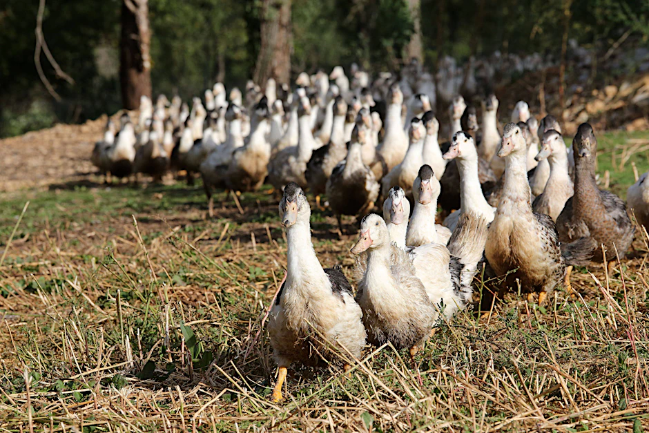 Ein Berliner Metzger hat offenbar Foie Gras importiert, obwohl er wusste, dass das in Deutschland aus Tierschutzgründen verboten ist.&nbsp;