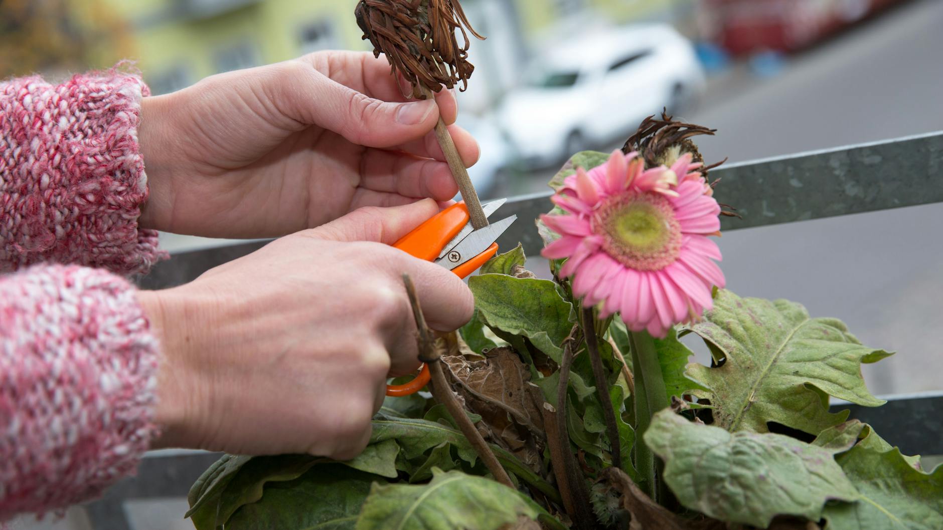 Wer bei seinen Balkonpflanzen verwelkte Blütenköpfe abschneidet, kann sich auf viele neue Blüten freuen.
