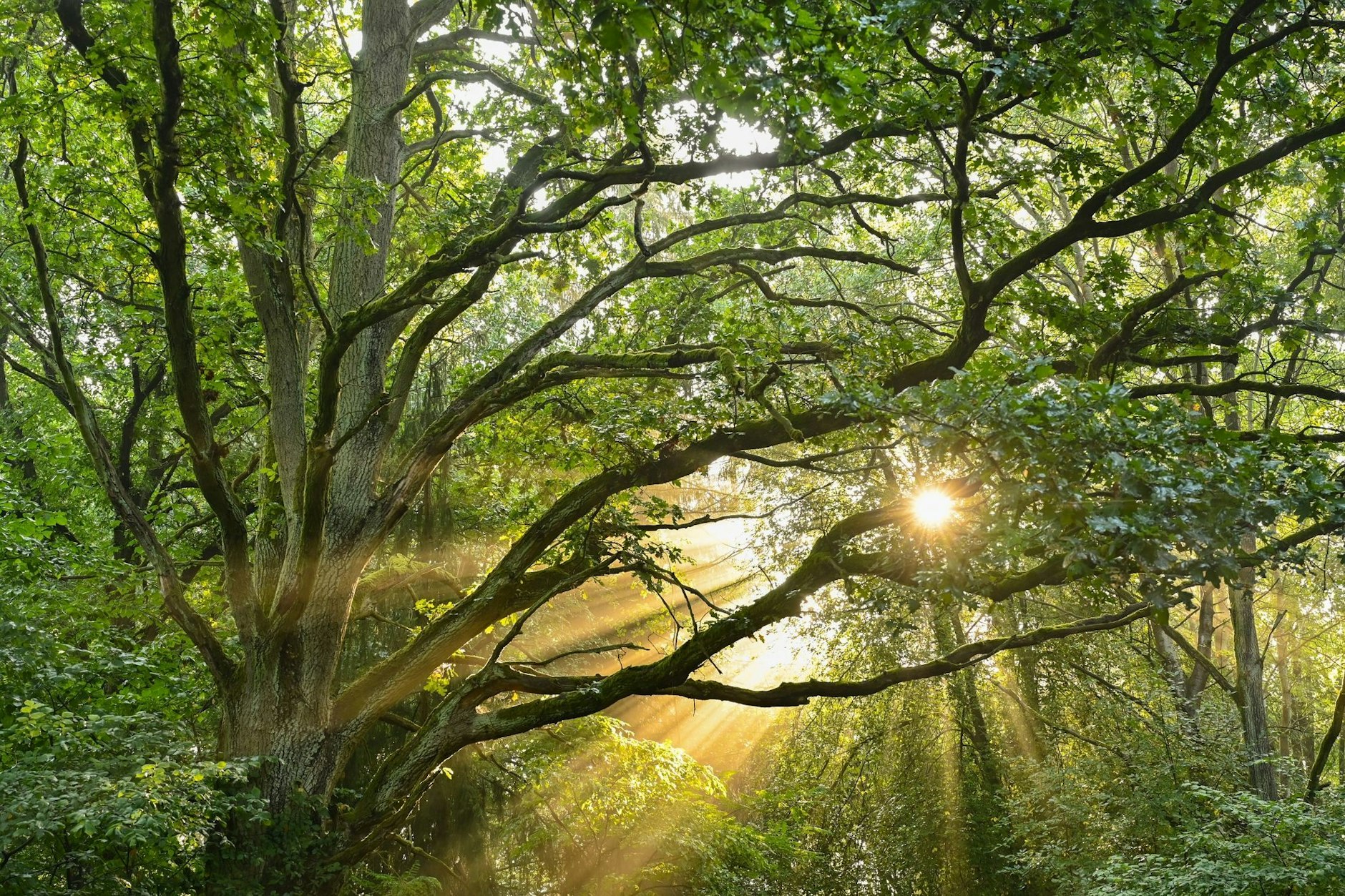 In großen Teilen des Nationalparks Unteres Odertal wird die Natur sich selbst überlassen.
