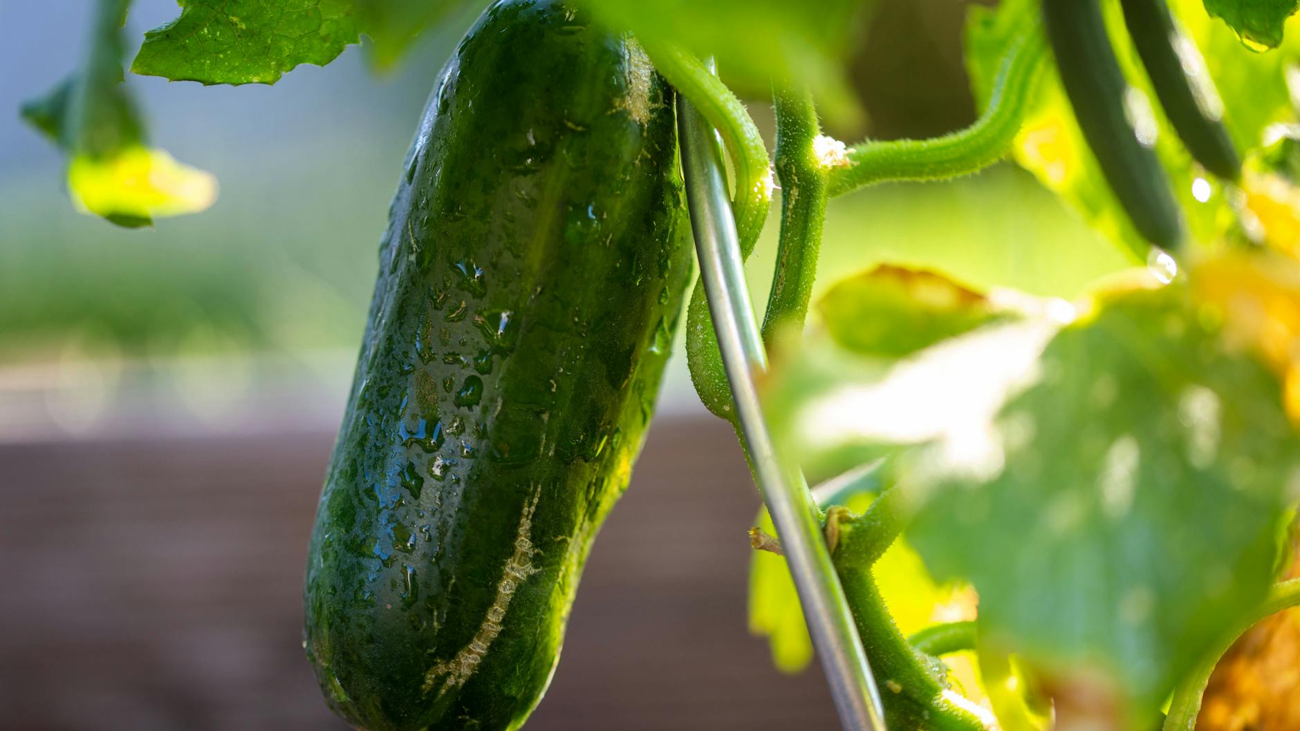 Gurken sollte man am Boden gießen, damit sie nicht krank werden.