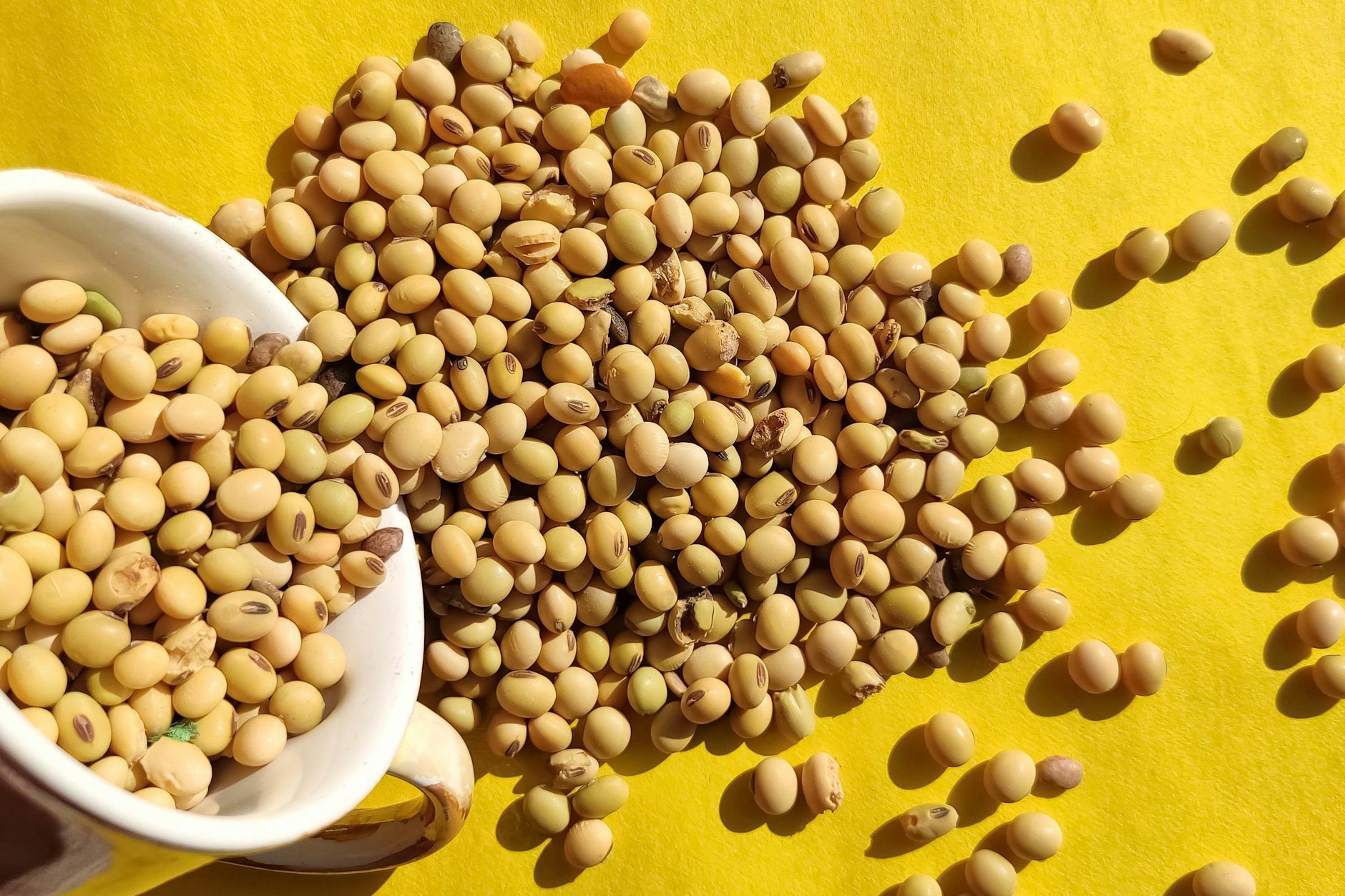 Getrocknete Sojabohnen in einer Tasse: Soja spielt weltweit eine immer größere Rolle bei der Ernährung und der Herstellung von Fleischersatz-Produkten auf Pflanzenbasis.