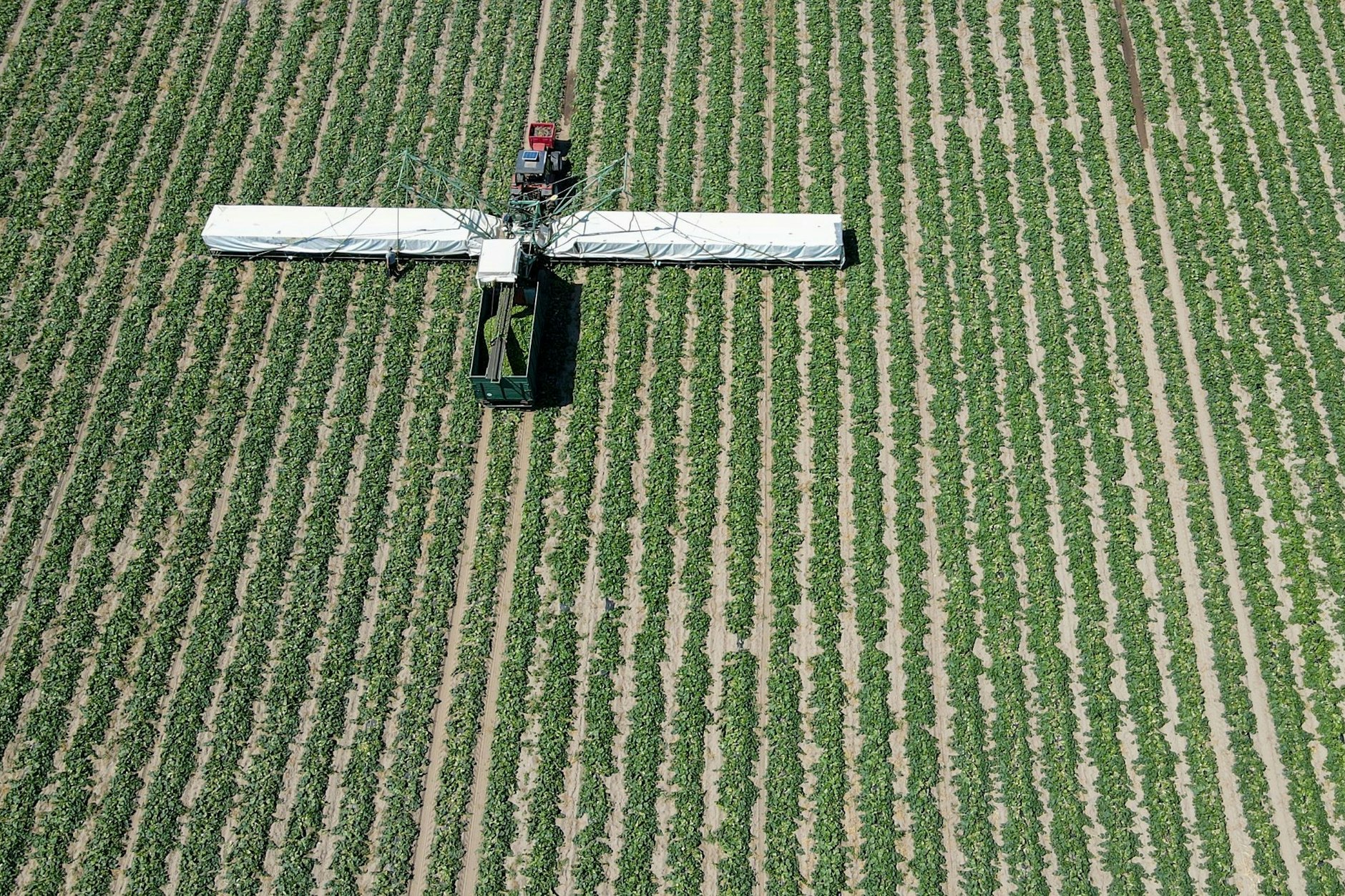 Die Belastung von Obst und Gemüse mit dem Pestizid Acetamiprid ha t sich in den vergangenen Jahren verdreifacht.
