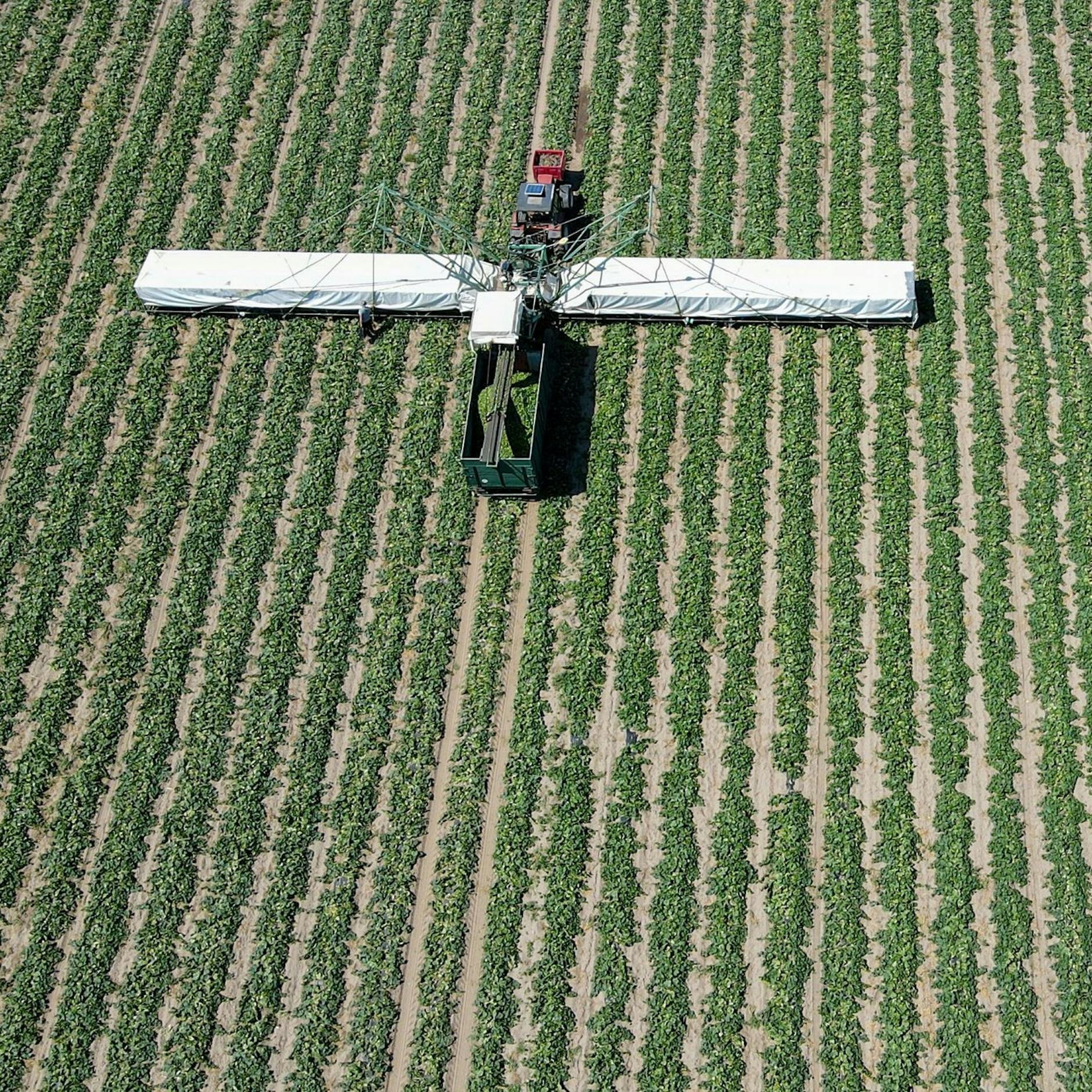 Image - Belastung in Obst und Gemüse verdreifacht: Foodwatch fordert Verbot von Insektengift