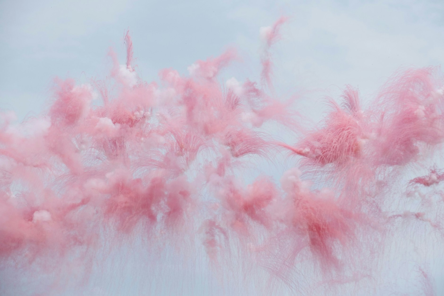 Sakura ist der Begriff für die Kirschblüte in Japan.