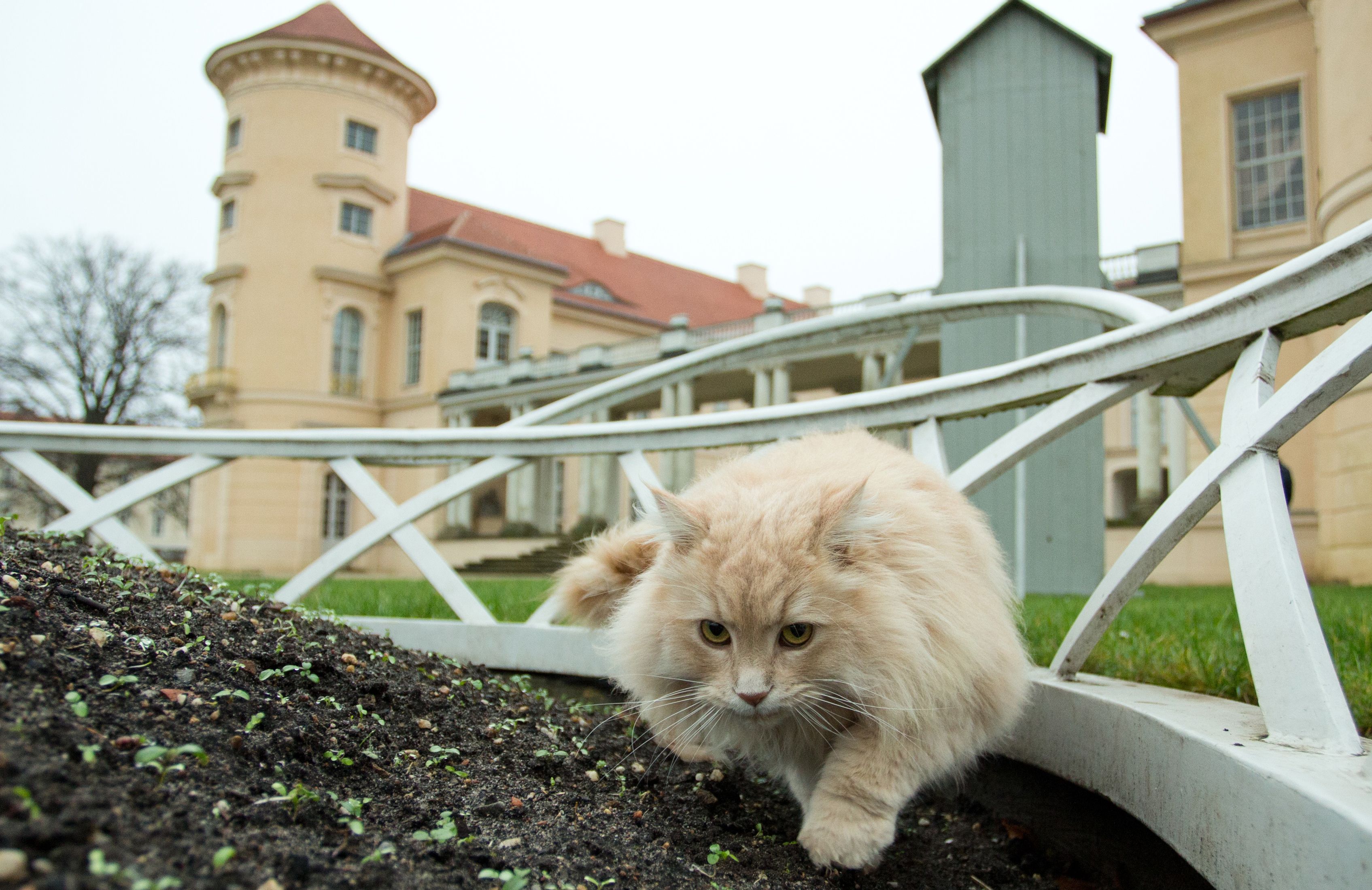 Schlosskatze Sheldon: Der Kater, der Rheinsberg regiert