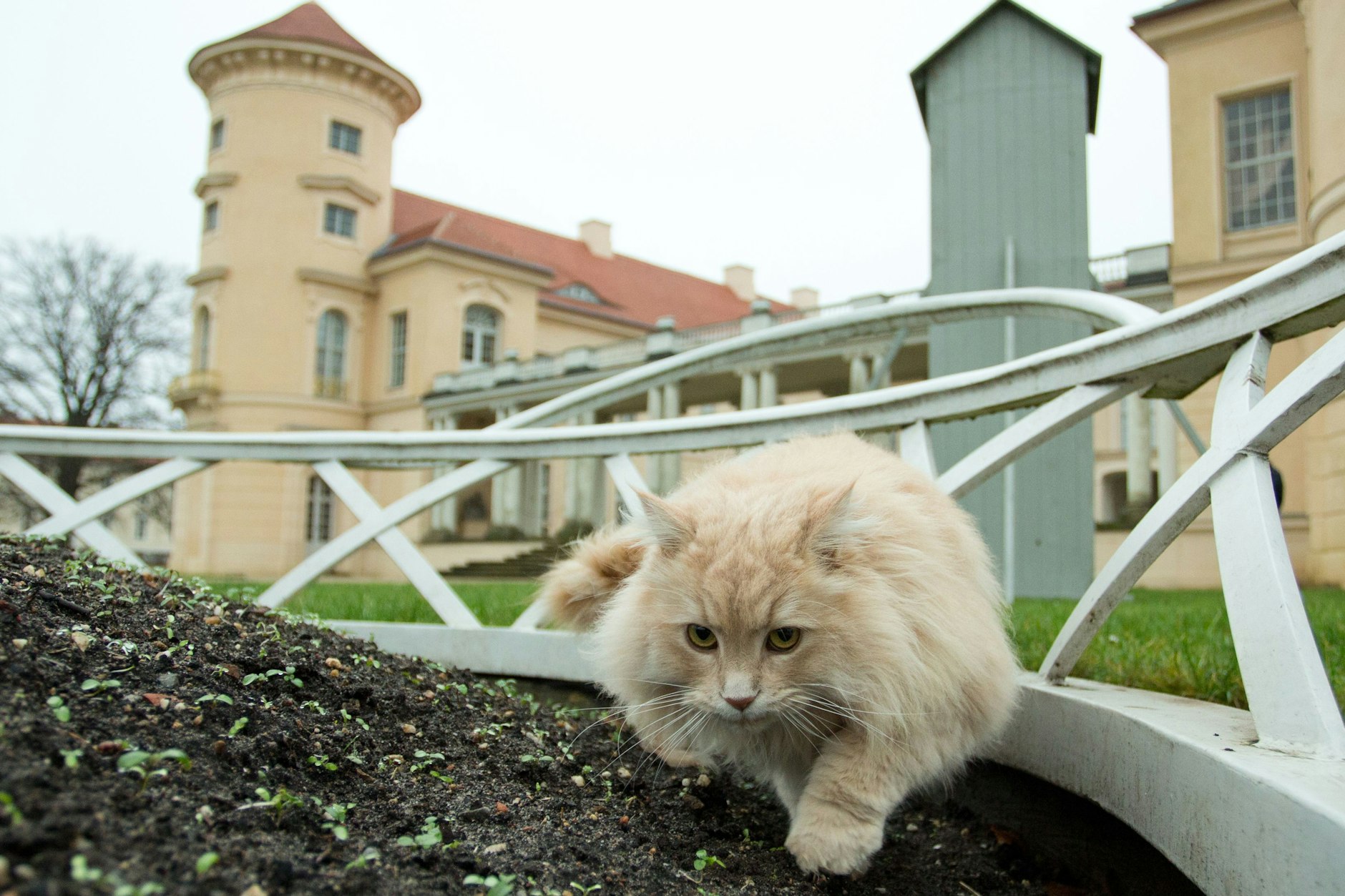 Der Kater Sheldon erkundet den Park von Schloss Rheinsberg.
