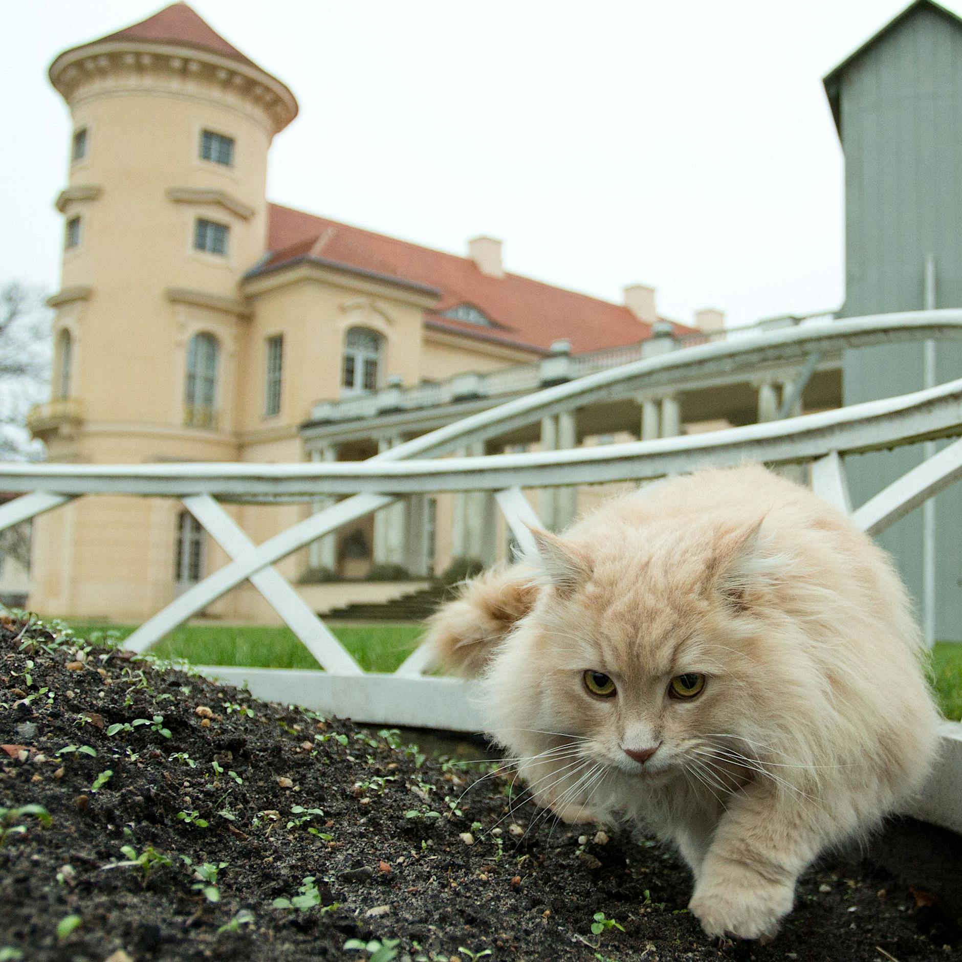 Schlosskatze Sheldon: Der Kater, der Rheinsberg regiert