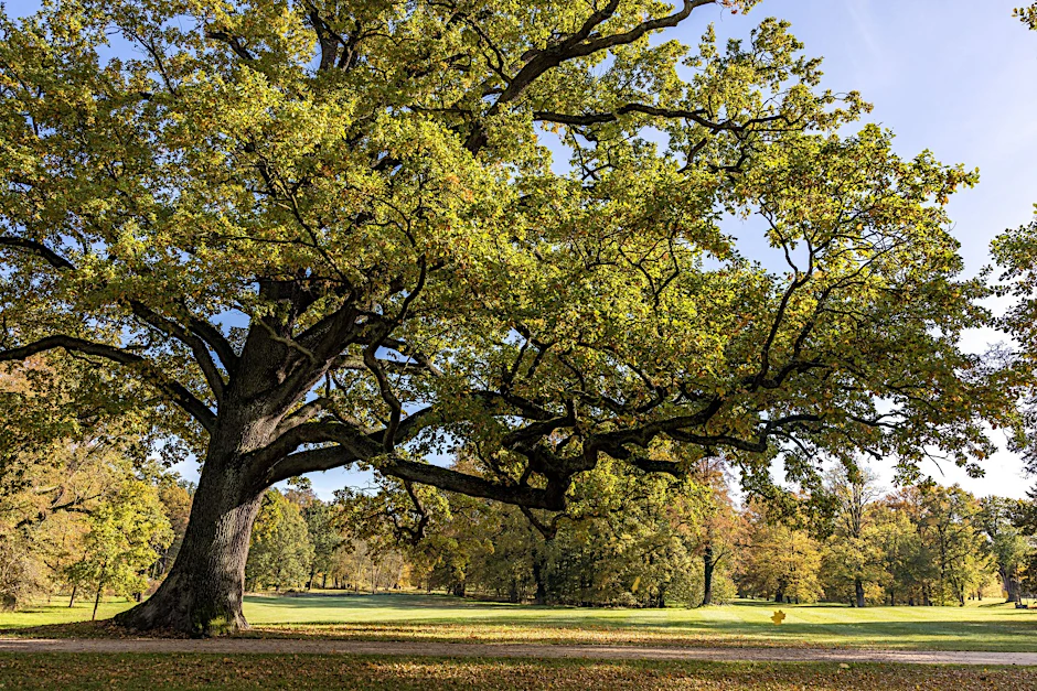 Eine Eiche reckt im Fürst-Pückler-Park in Bad Muskau einen langen Ast über eine Wiese. Auf jeden Menschen in Deutschland kommen grob geschätzt 1000 Bäume.
