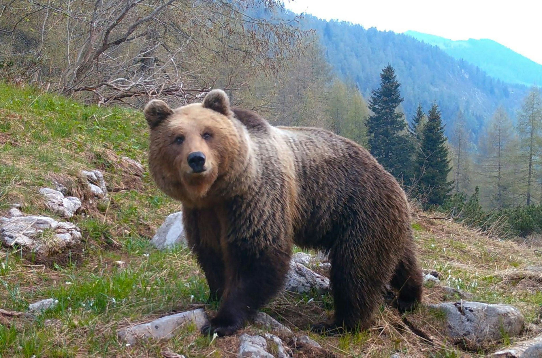 HANDOUT - In Italien erweitern Braunbären aus den Dolomiten während der Corona-Pandemie ihren Bewegungsradius. Eine Szene des Films «Plötzlich Stille - Wildtiere in der Pandemie». edia/Arte/dpa