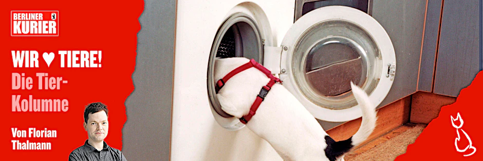 Tier-Experten sind sicher: Hunde können sogar darauf trainiert werden, die Waschmaschine einzuräumen.