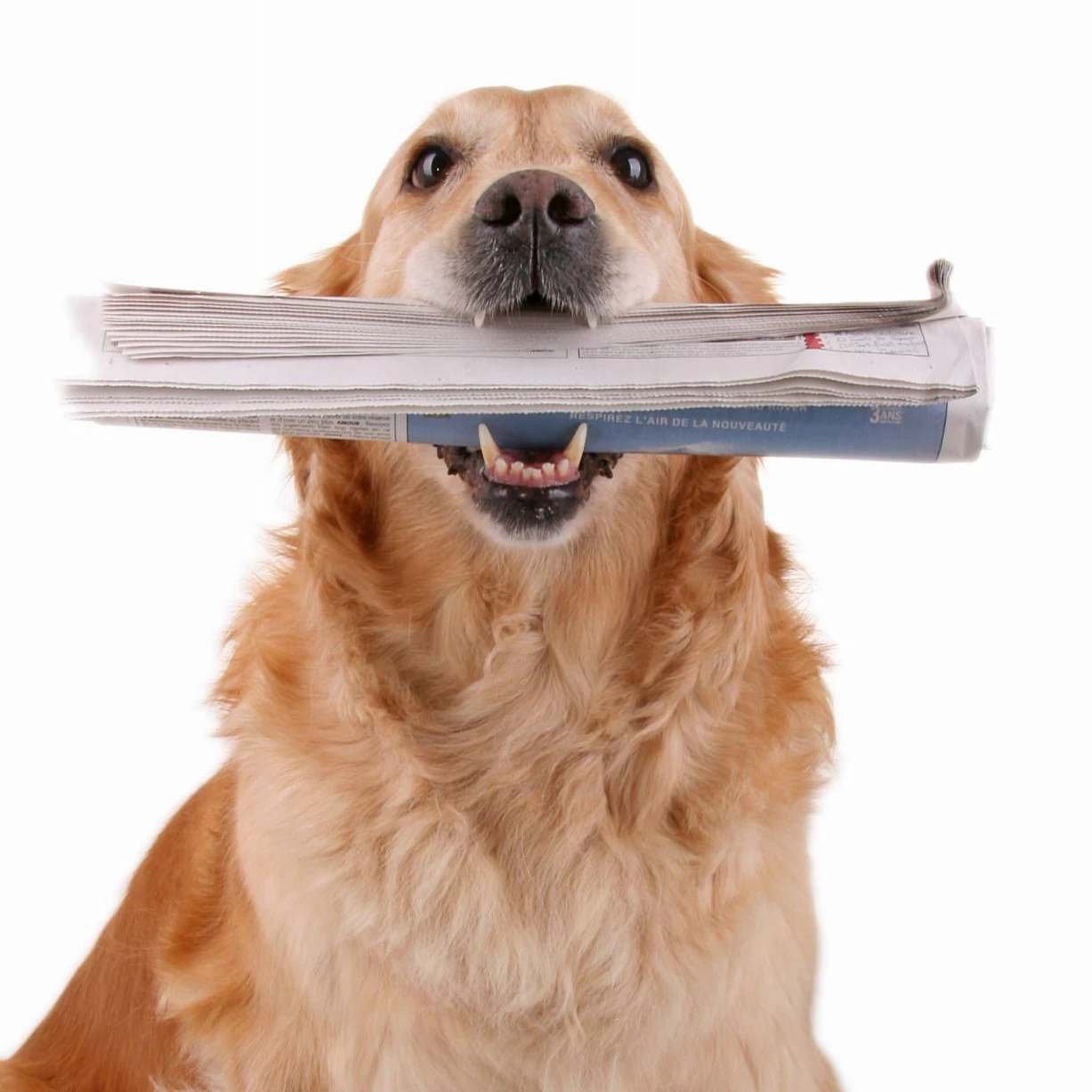 Wer seinem Hund beibringt, Zeitung oder Fernbedienung zu holen, kann sich den einen oder anderen Weg sparen.