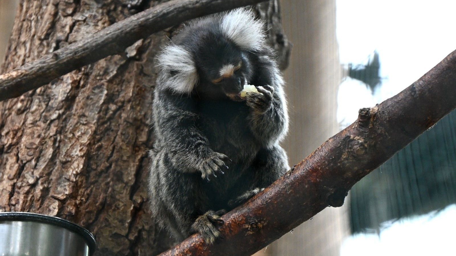 In der Biosphäre Potsdam gibt es auch ein Affengehege.