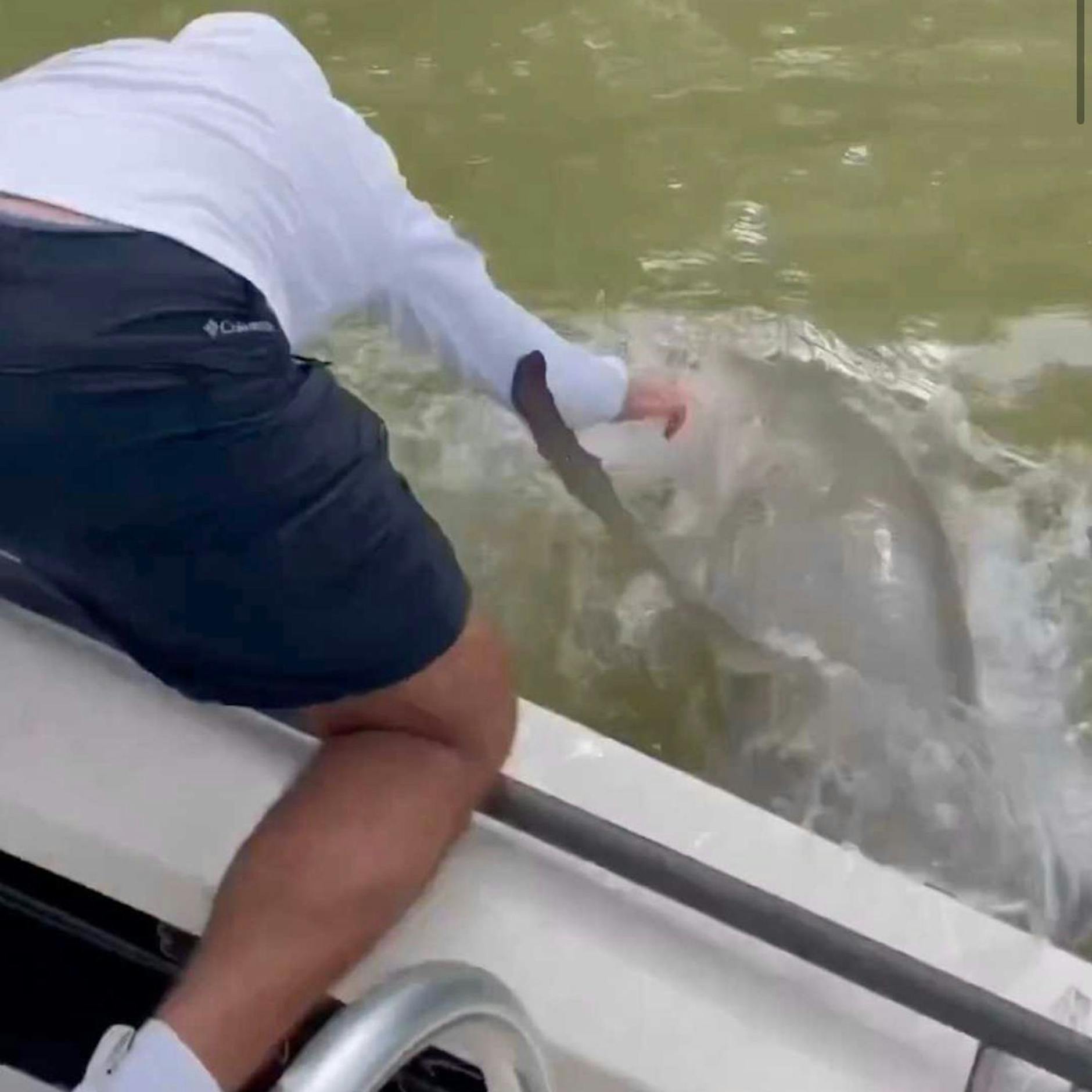 Dramatisches Video: Hai reißt Mann ins Wasser