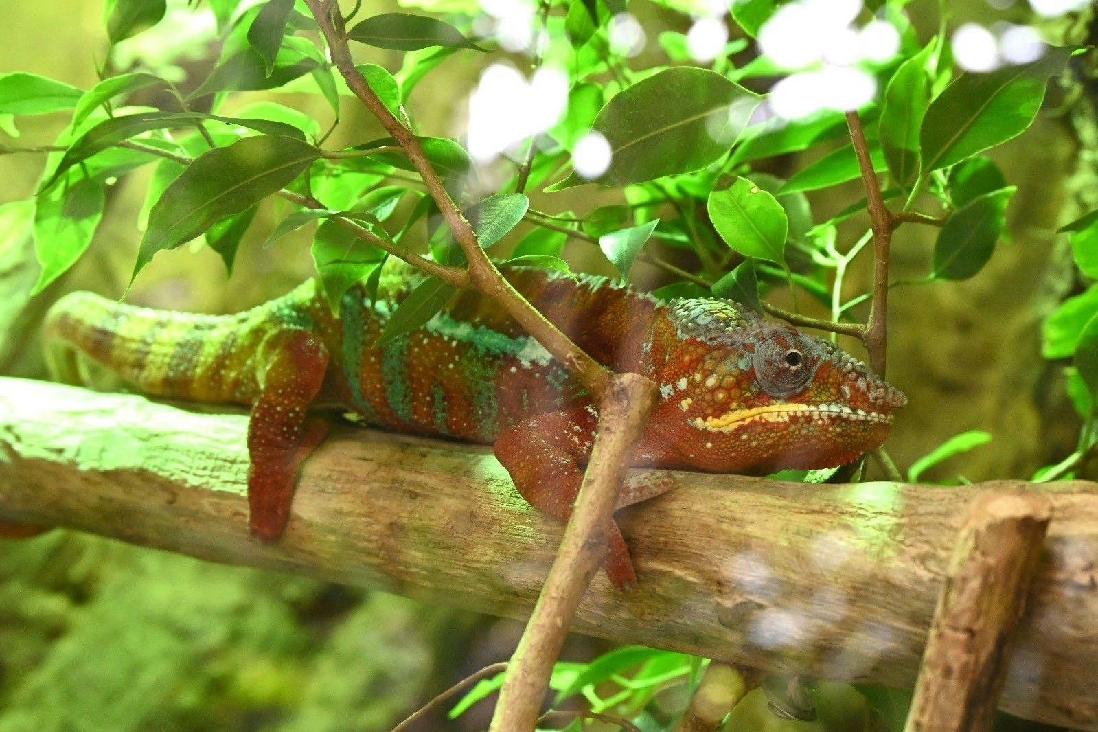 In der Biosphäre kann man mehr als 140 exotische Arten bestaunen.