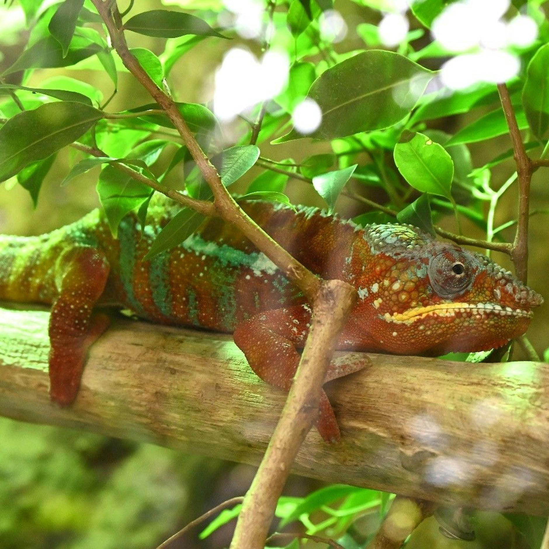 Berlin mit Kindern: Tropen-Erlebnis in der Biosphäre
