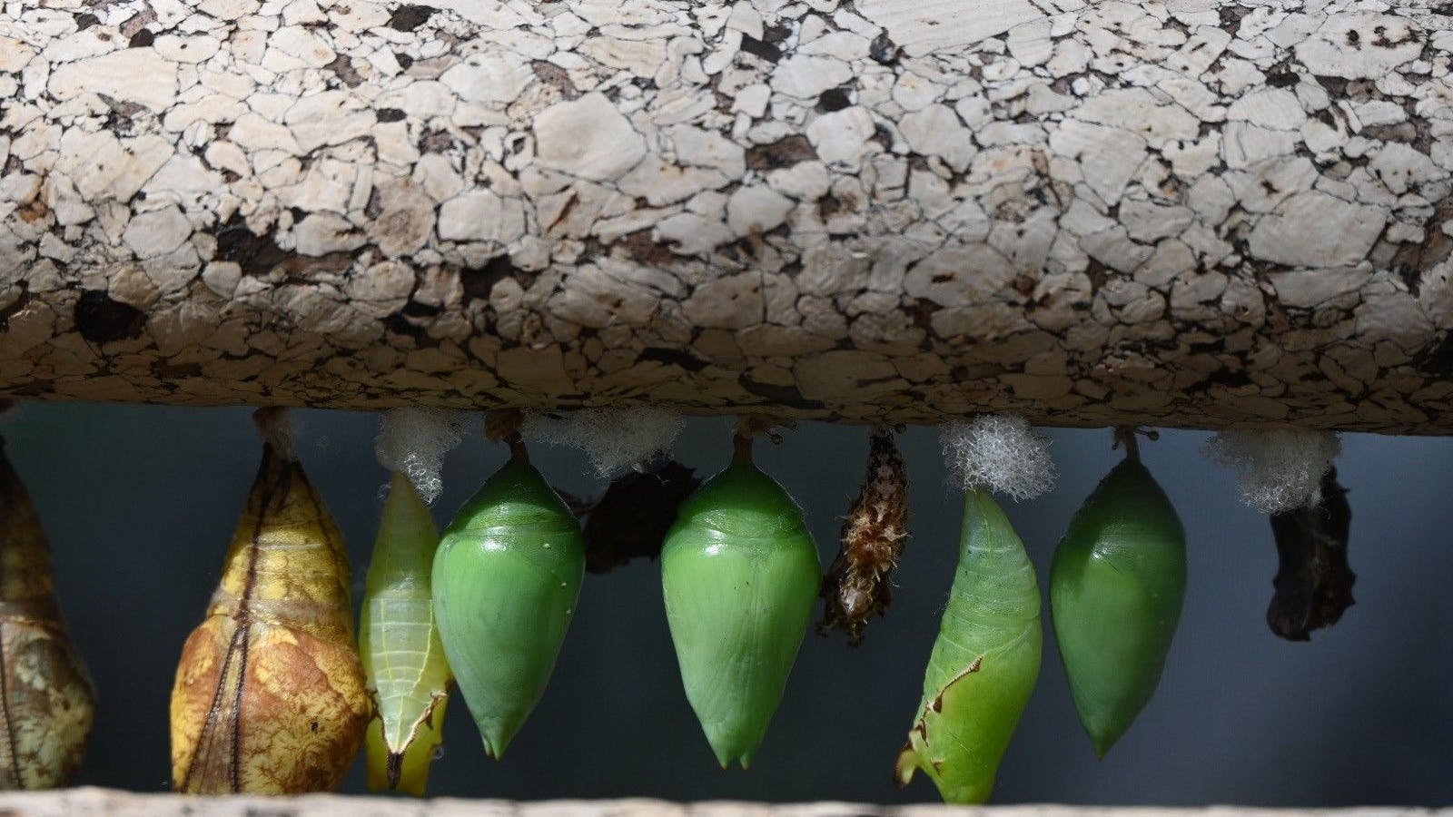 Im Schmetterlingshaus der Biosphäre Potsdam kann man die Tiere in allen Lebensphasen bewundern.