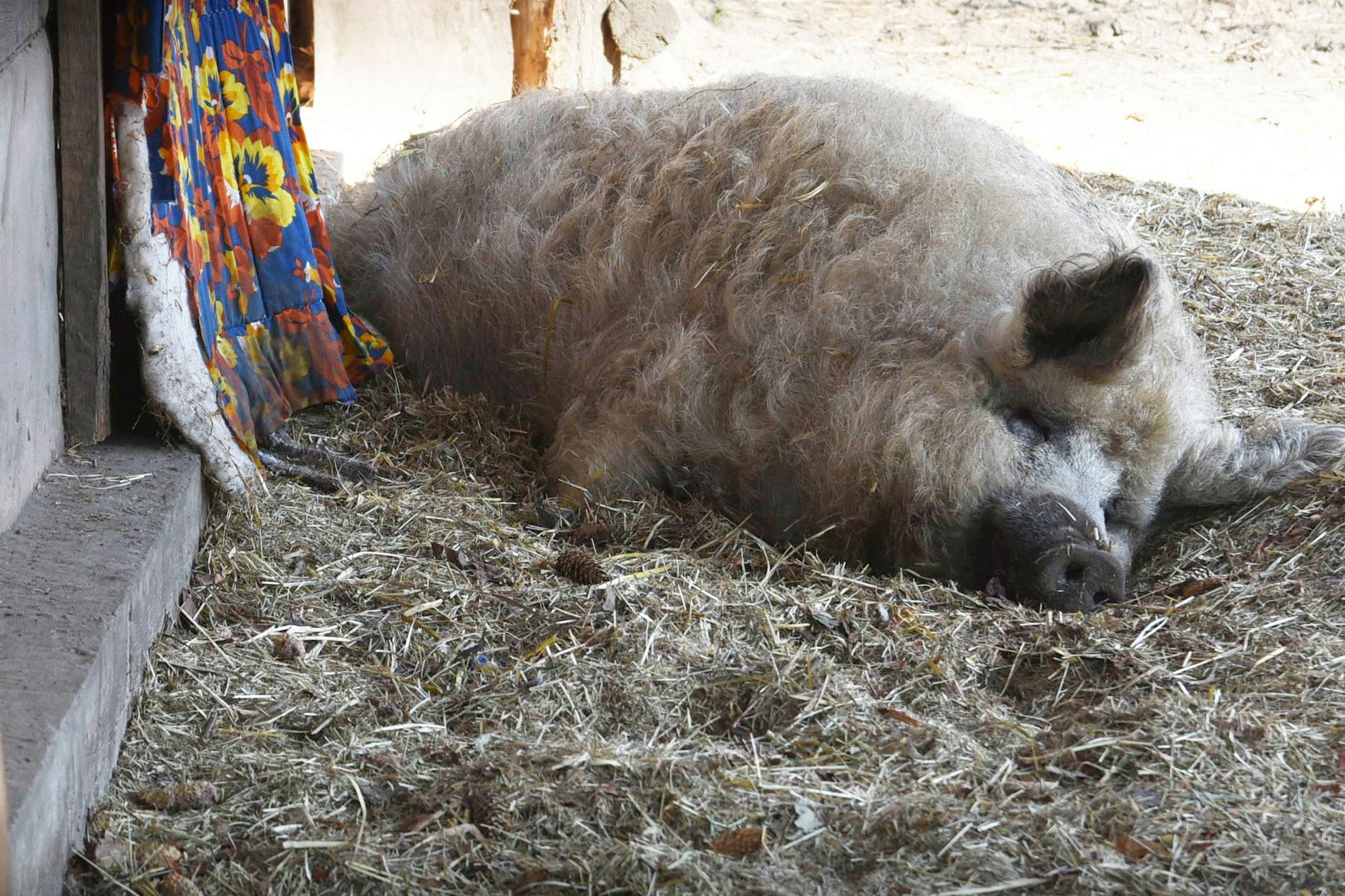 In der Stadt mit Tieren in Kontakt kommen, dass geht auf einem der Kinderbauernhöfe Berlins.