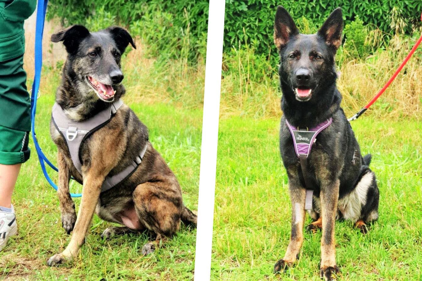 Sara (l.) und Renya warten im Tierheim Berlin momentan sehnsüchtig auf ein neues Zuhause.