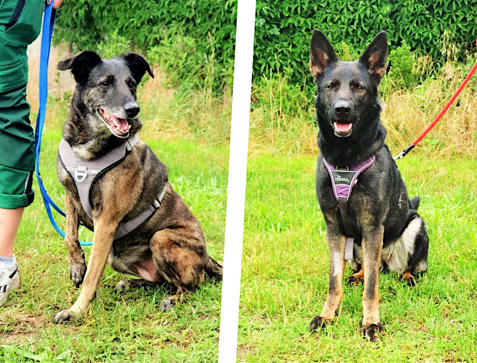 Sara (l.) und Renya warten im Tierheim Berlin momentan sehnsüchtig auf ein neues Zuhause.