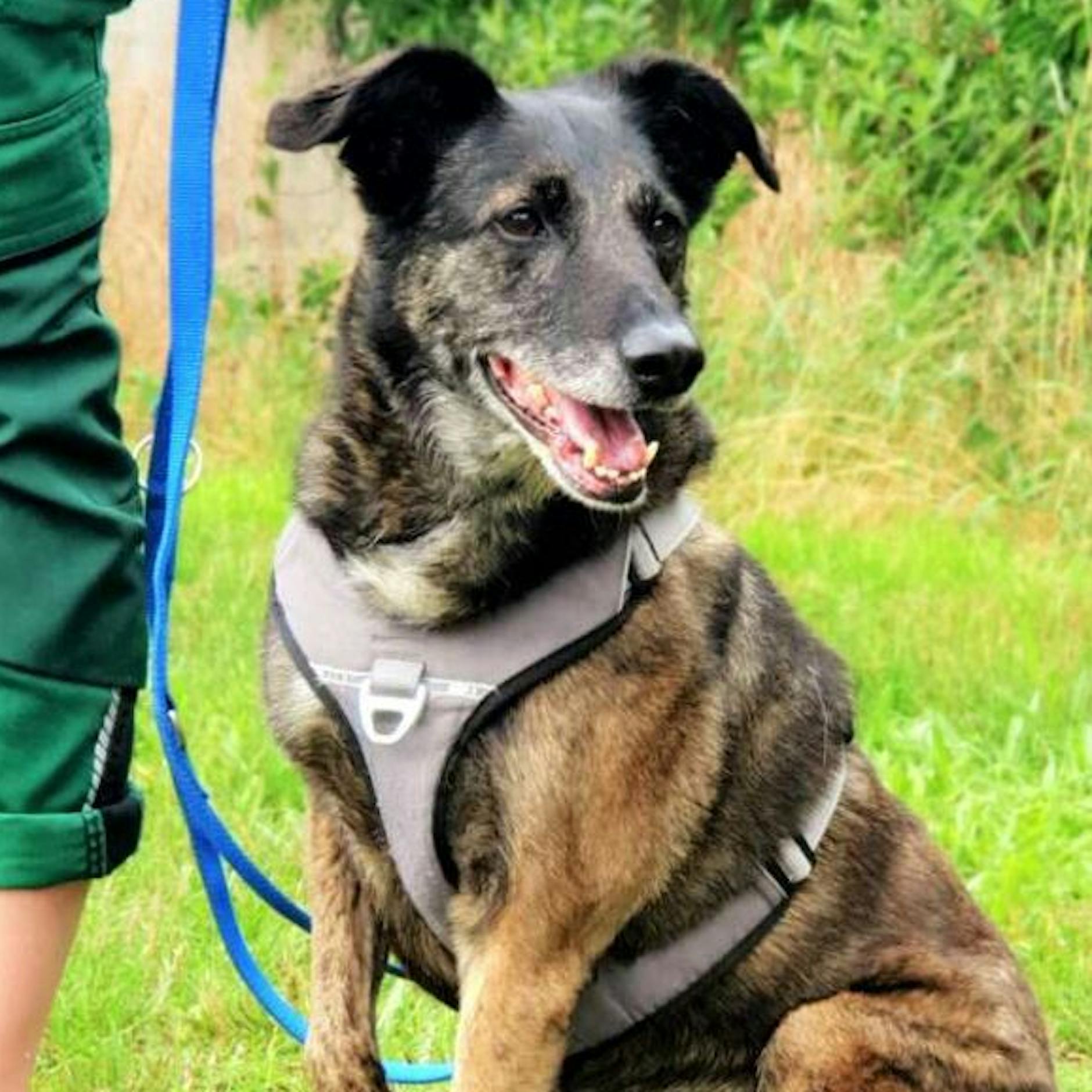 Berlins traurigste Hunde: Sara und Renya wünschen sich ein Zuhause!