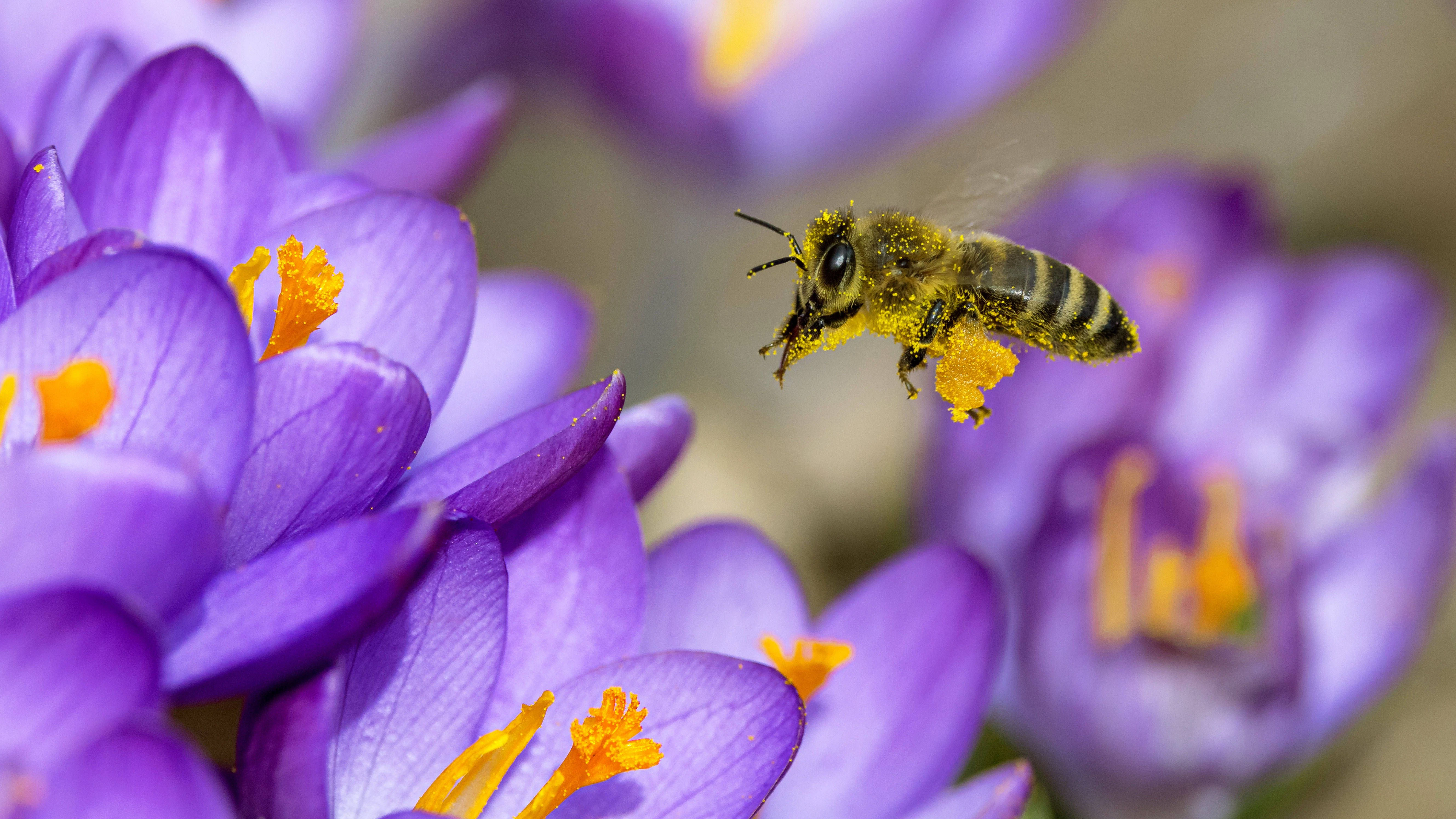 Es summt, blüht und duftet: Im Kindermuseum unterm Dach  ist in den Ferien eine Ausstellung über Bienen zu sehen.