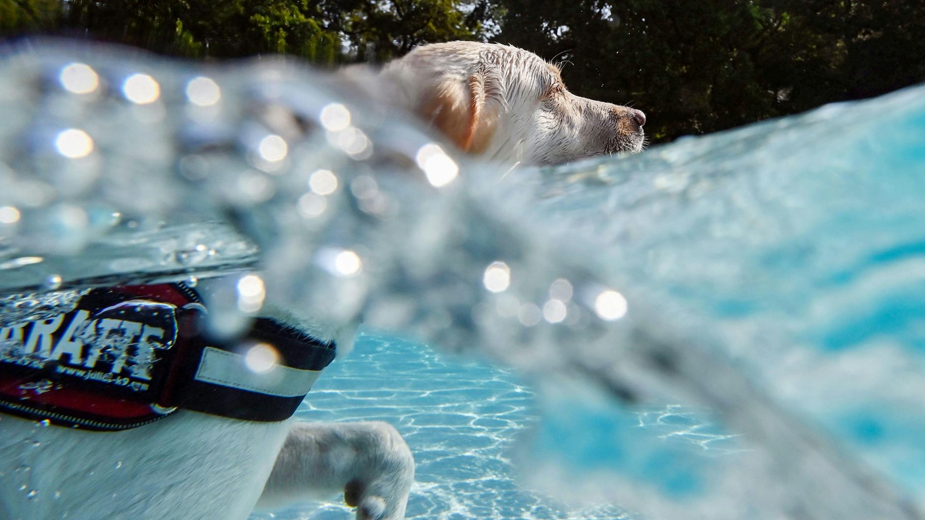 Viele Hunde freuen sich bei Hitze über ein Bad – manchmal ist das sogar in Schwimmbädern erlaubt.
