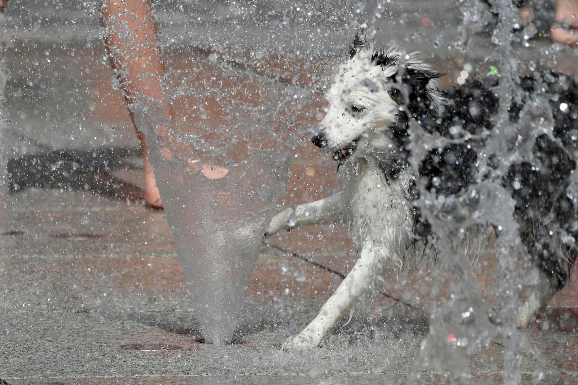 Abkühlung dringend gesucht: Ein Hund spielt in der Innenstadt von Warschau mit Wasser in einem Brunnen.