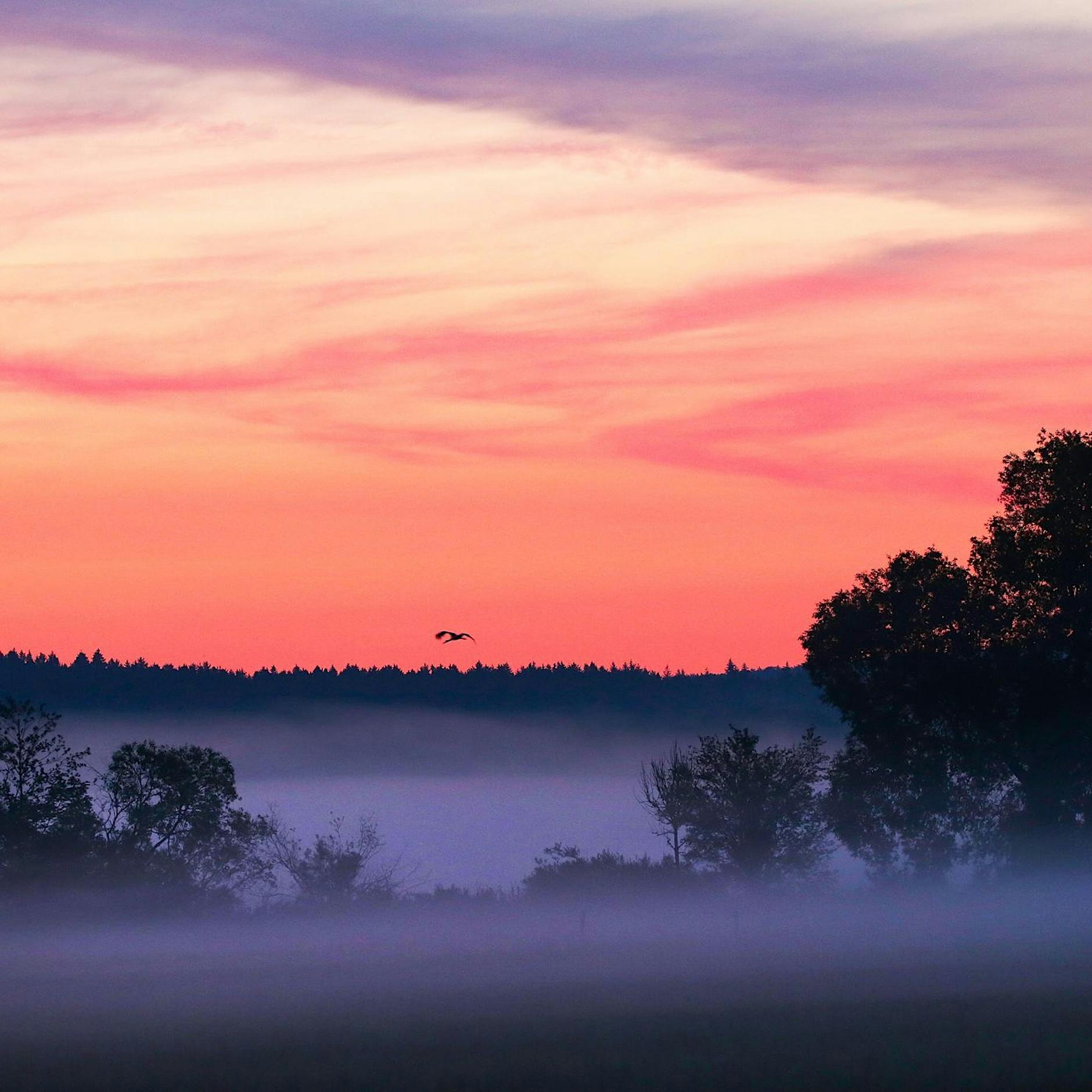 Faktencheck: Behauptungen zu EU-Naturschutzgesetz fragwürdig