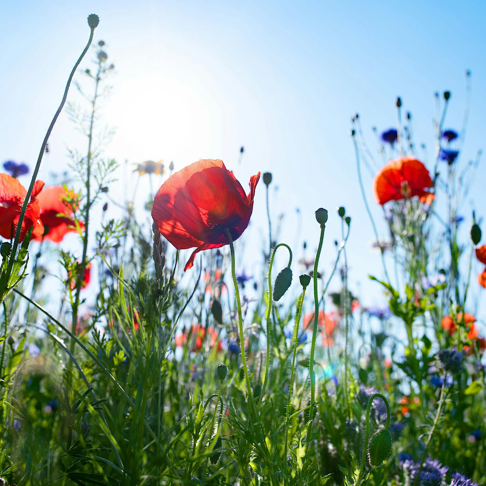 EU-Verordnung zur Wiederherstellung der Natur vor dem Scheitern: Unsere Natur steht auf dem Spiel