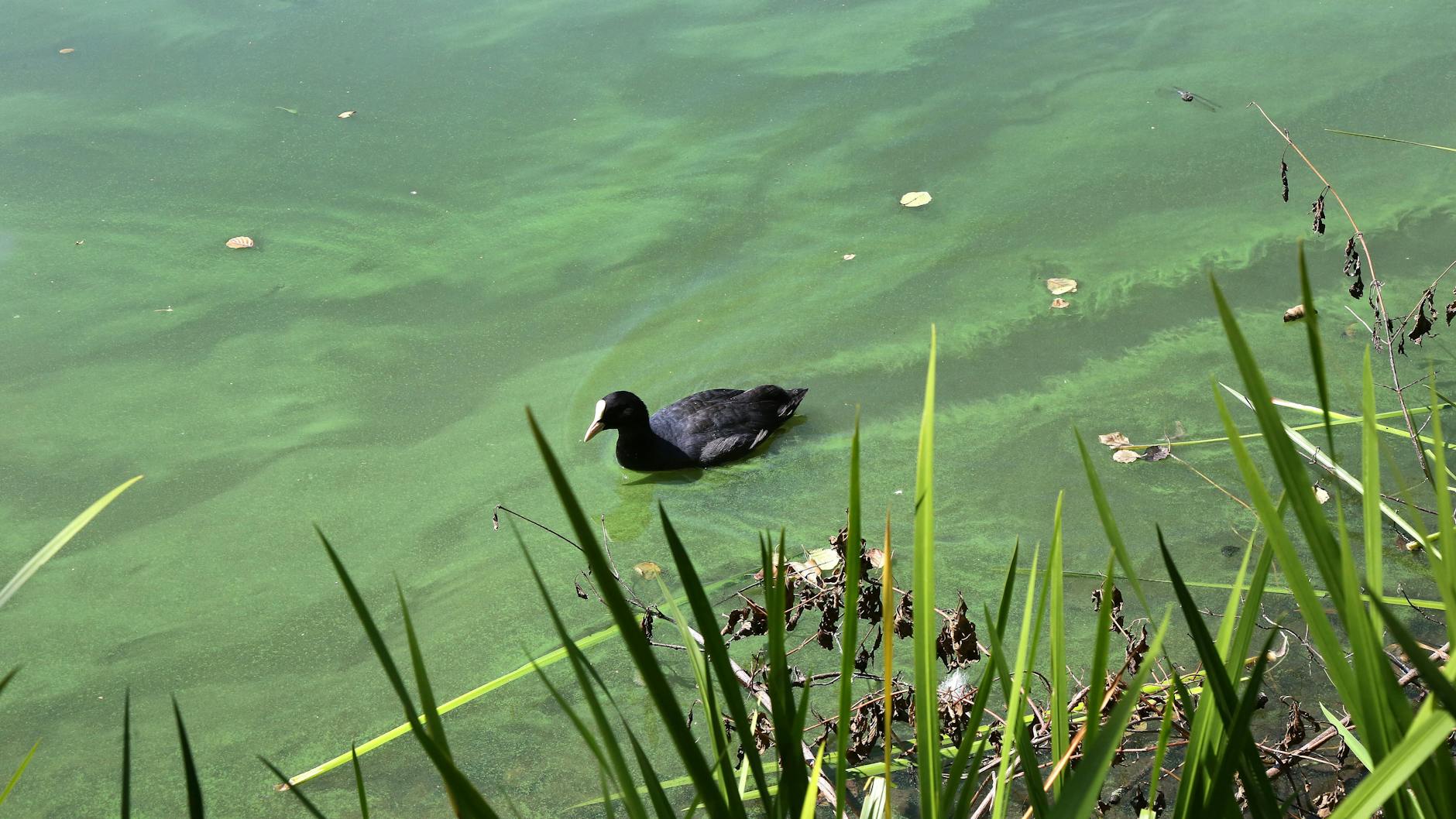 Bei Hitze breiten sich in Seen schnell Blaualgen aus - und die sind für Hunde giftig.