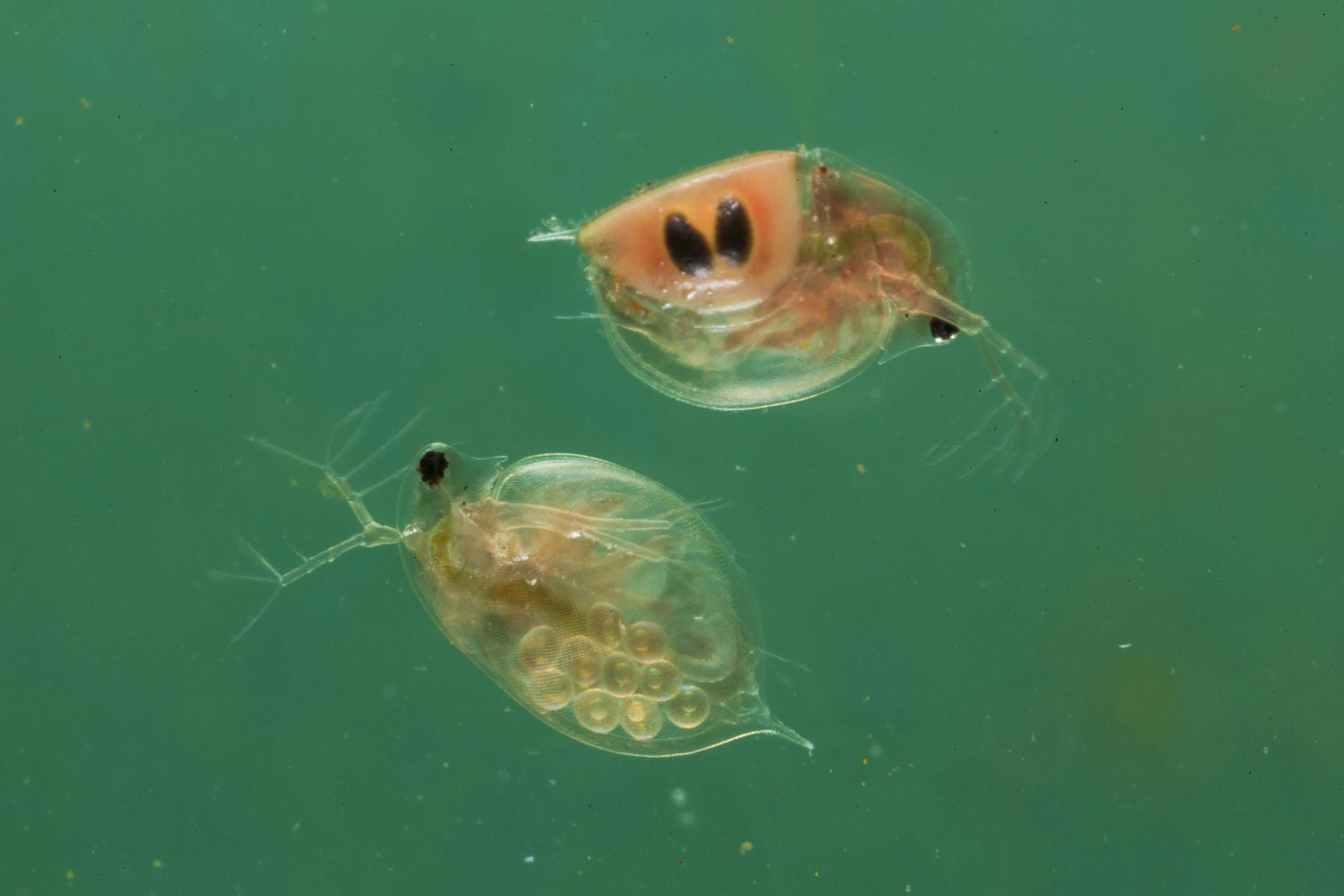 Wasserflöhe sind fast überall auf der Welt anzutreffen.