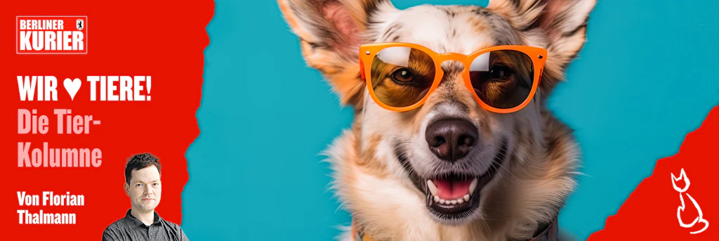 Hunde und Hitze: Diese Verbote gelten jetzt für Herrchen und Frauchen