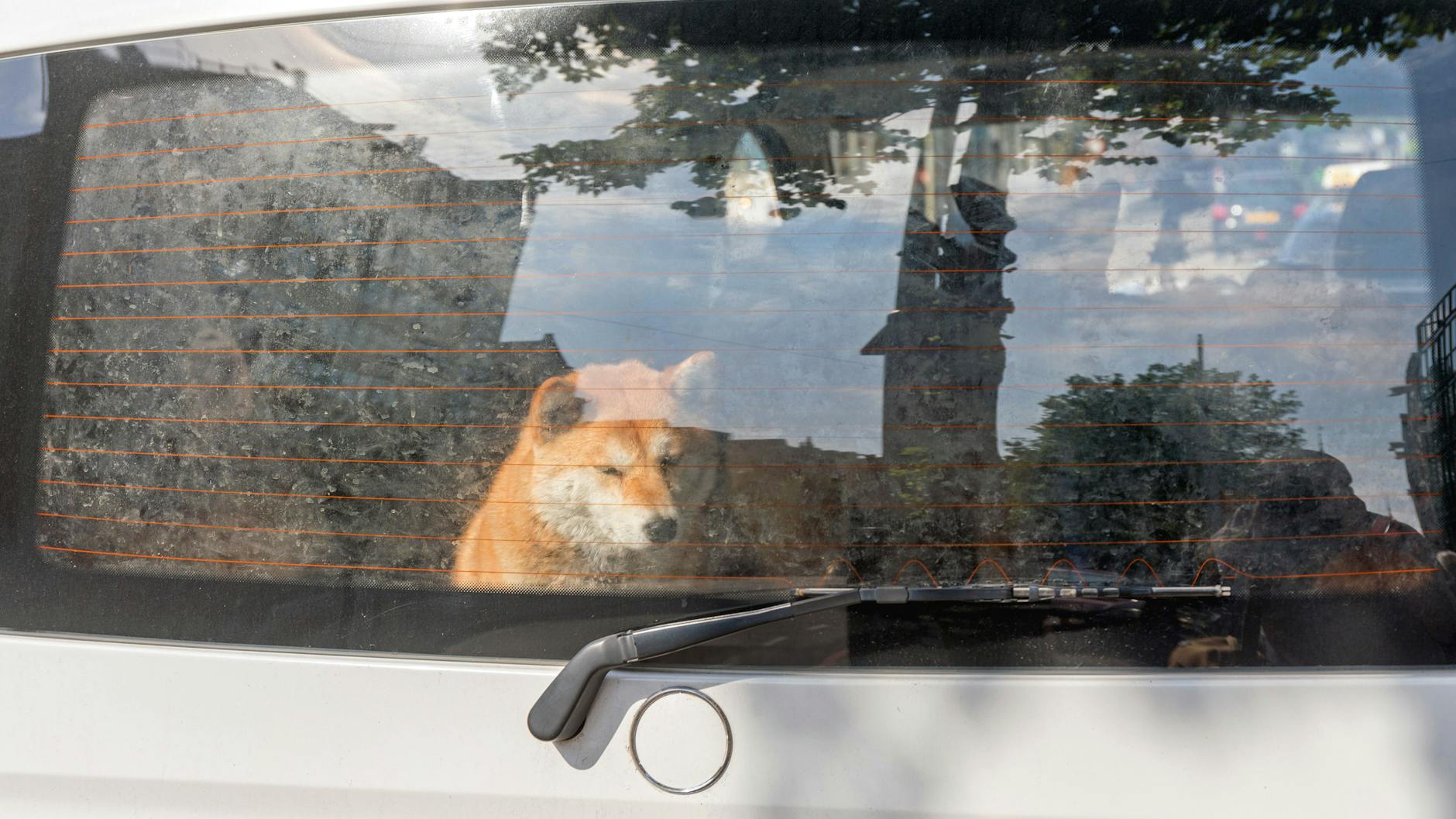 Hunde sollten im Sommer auf keinen Fall im Auto zurückgelassen werden.